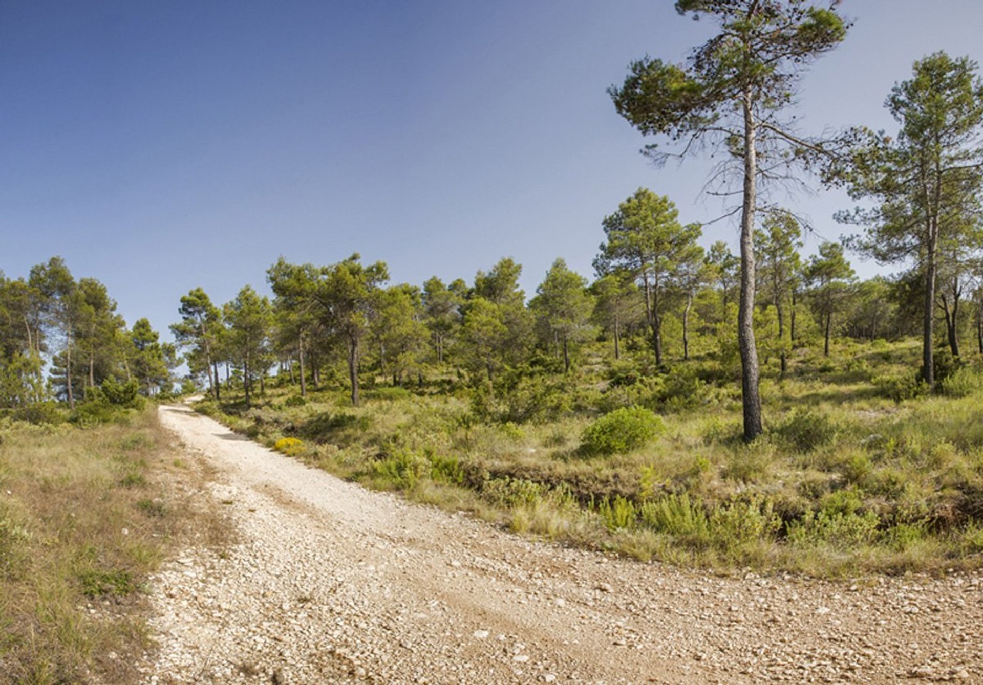 Land i Beniaya, Comunidad Valenciana 11342791