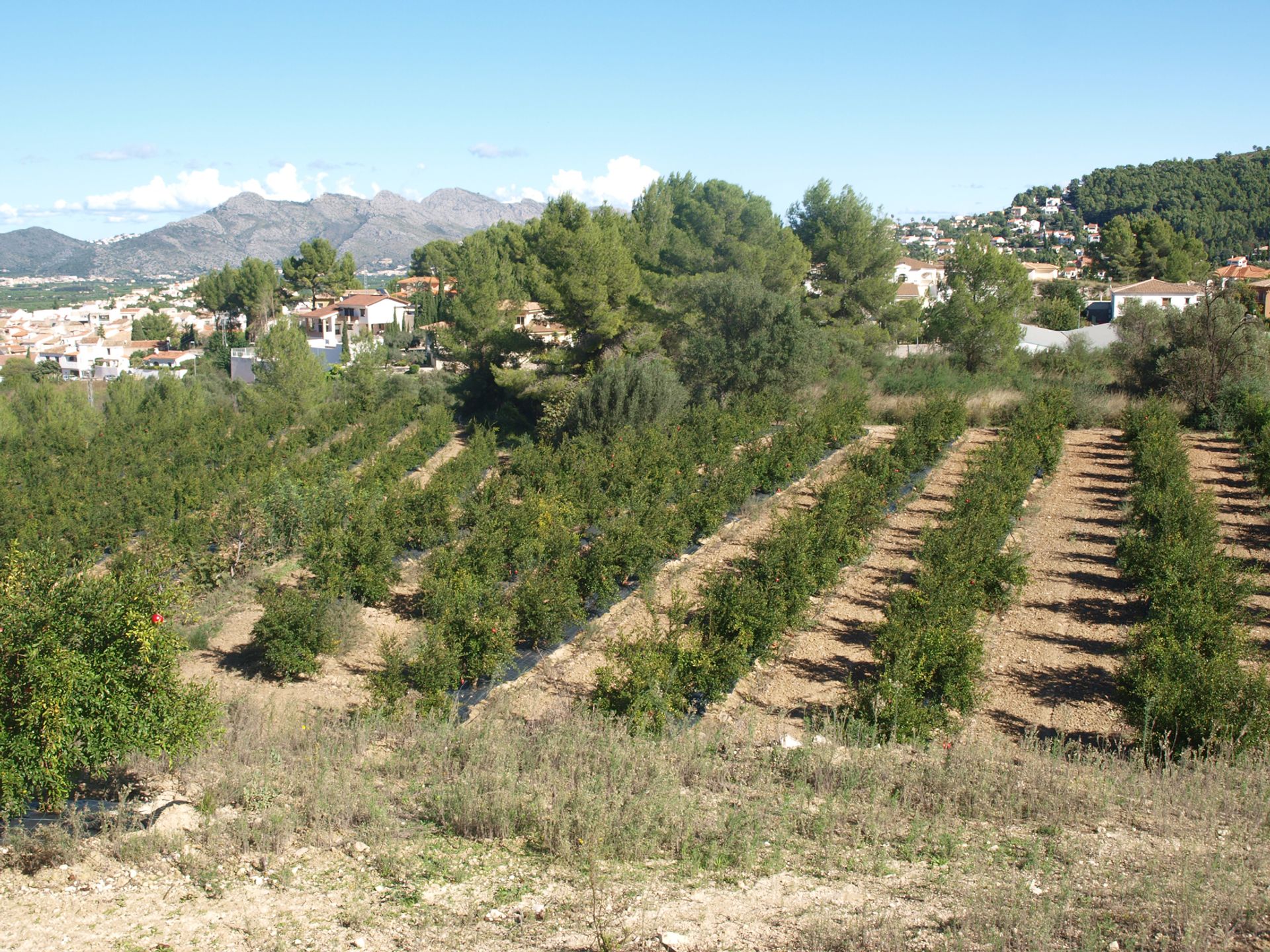 Land in Gata de Gorgos, Comunidad Valenciana 11342819