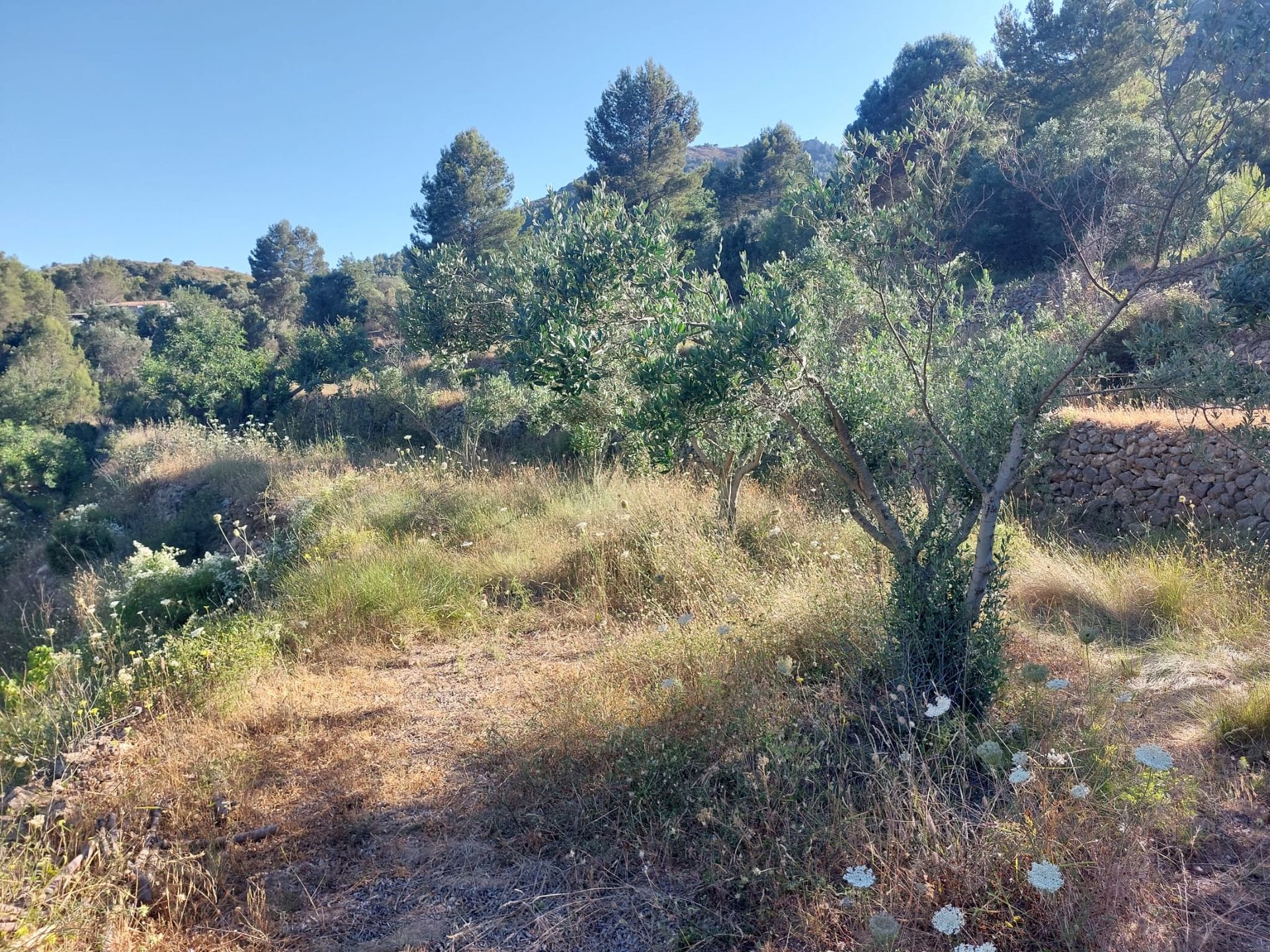 Terra no Llíber, Comunidad Valenciana 11343027