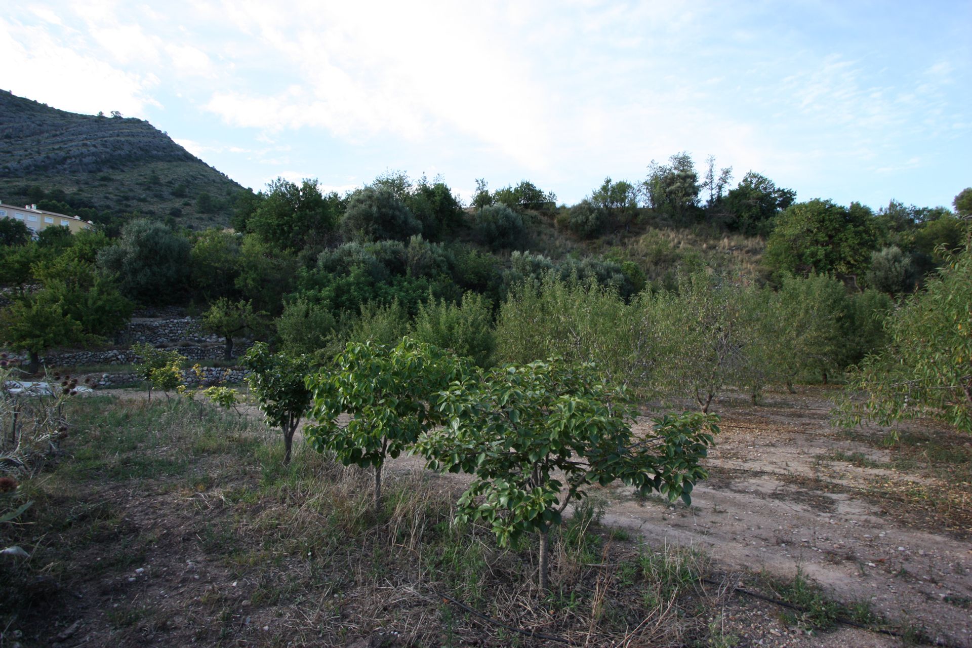 房子 在 Alicante, Valencian Community 11343181