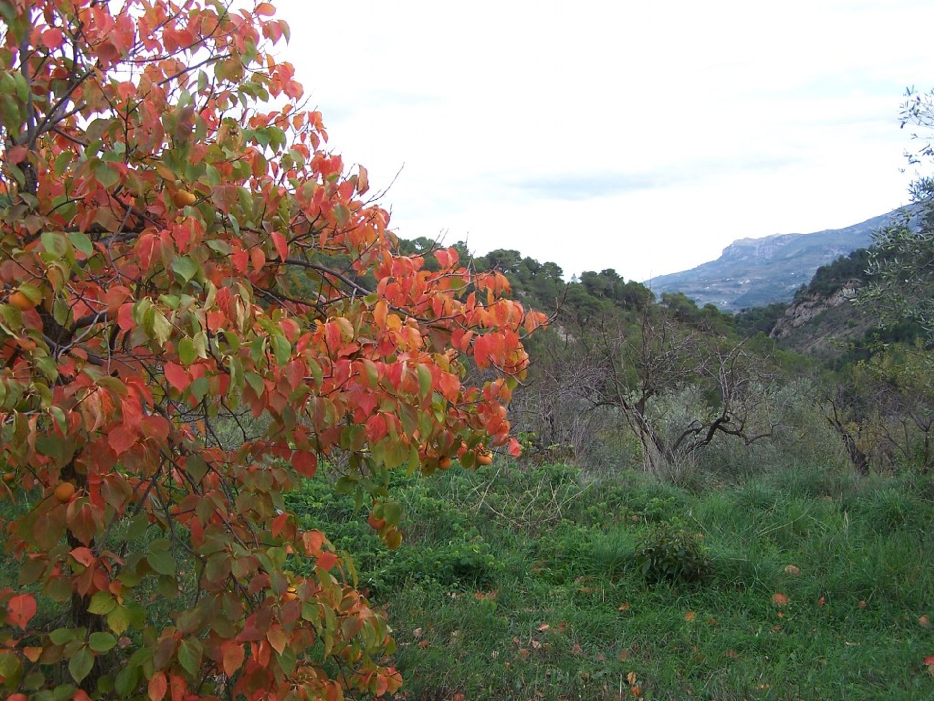 房子 在 El Castell de Guadalest, Valencian Community 11343209