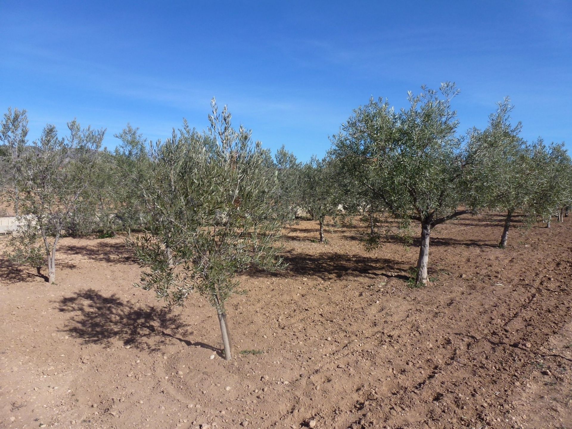 loger dans Hondón de los Frailes, Valencian Community 11343892