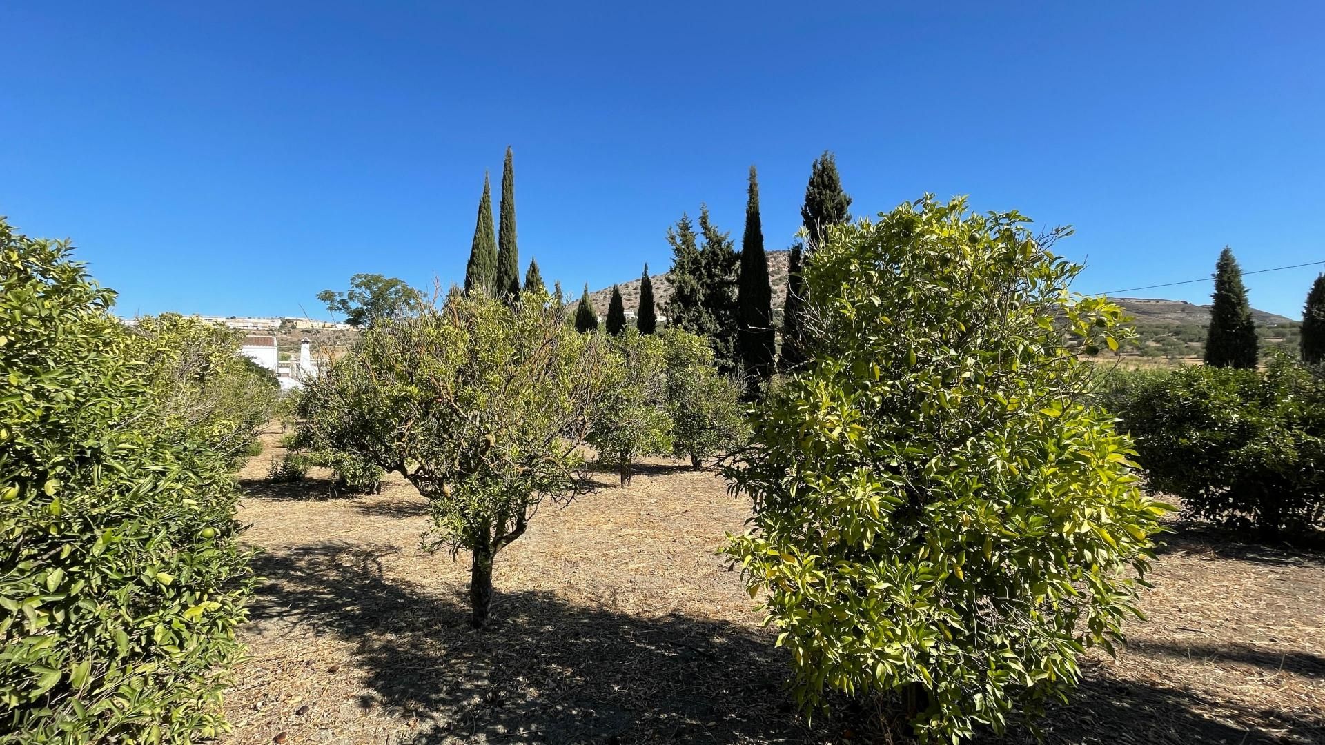 casa en Coín, Andalucía 11346699