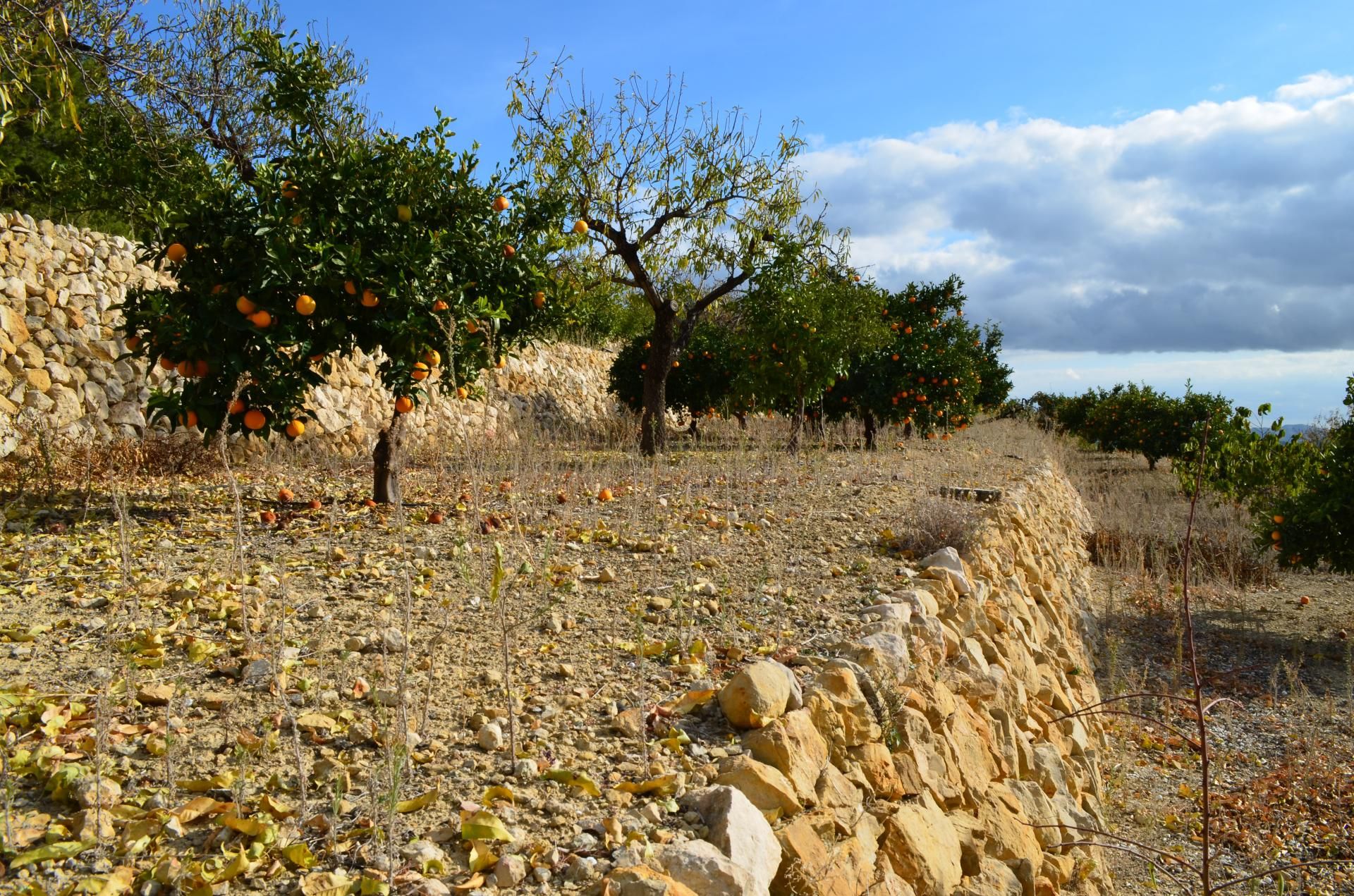 Земельные участки в Bolulla, Comunidad Valenciana 11347510