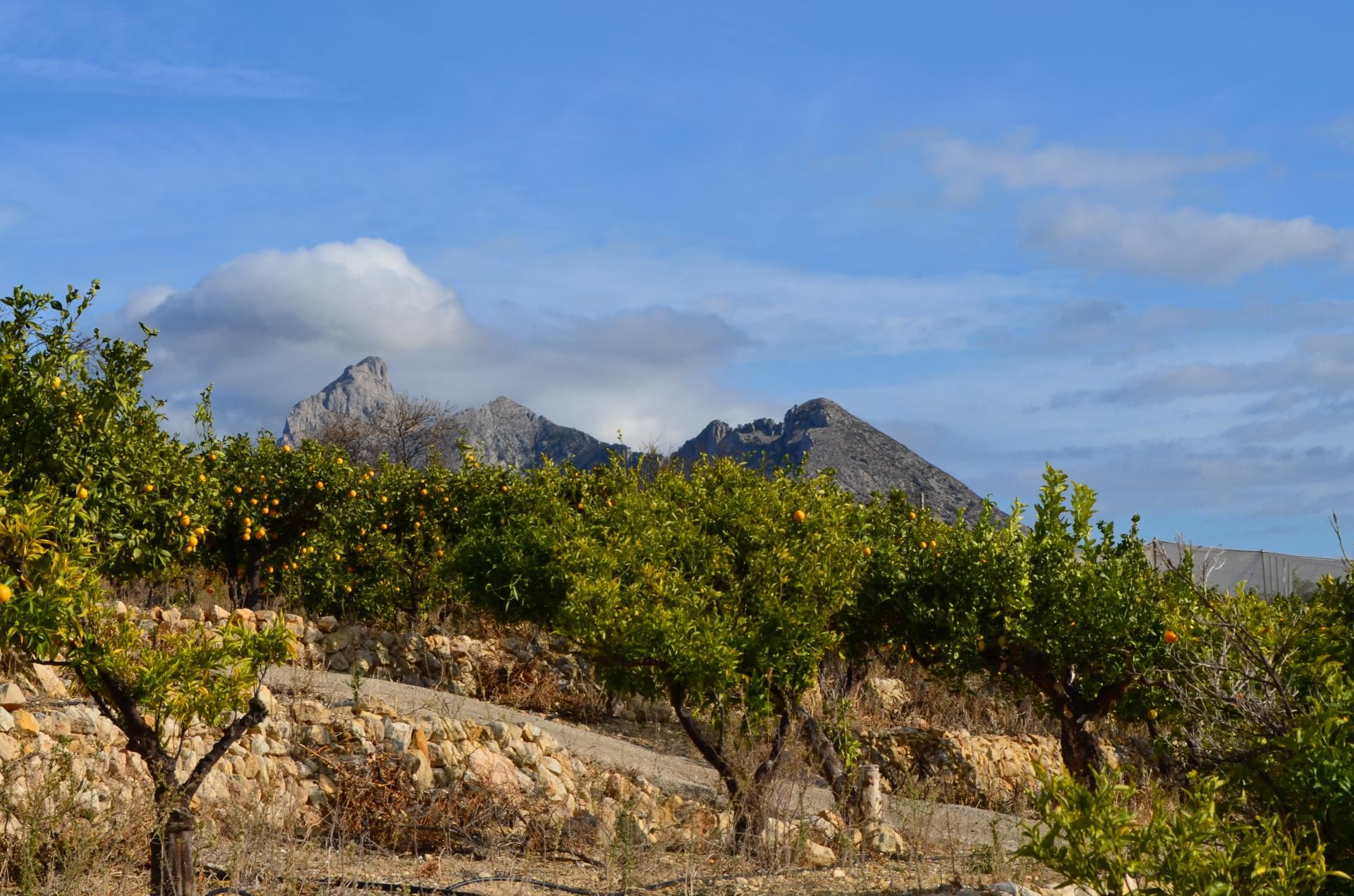 Land in Bolulla, Comunidad Valenciana 11347510