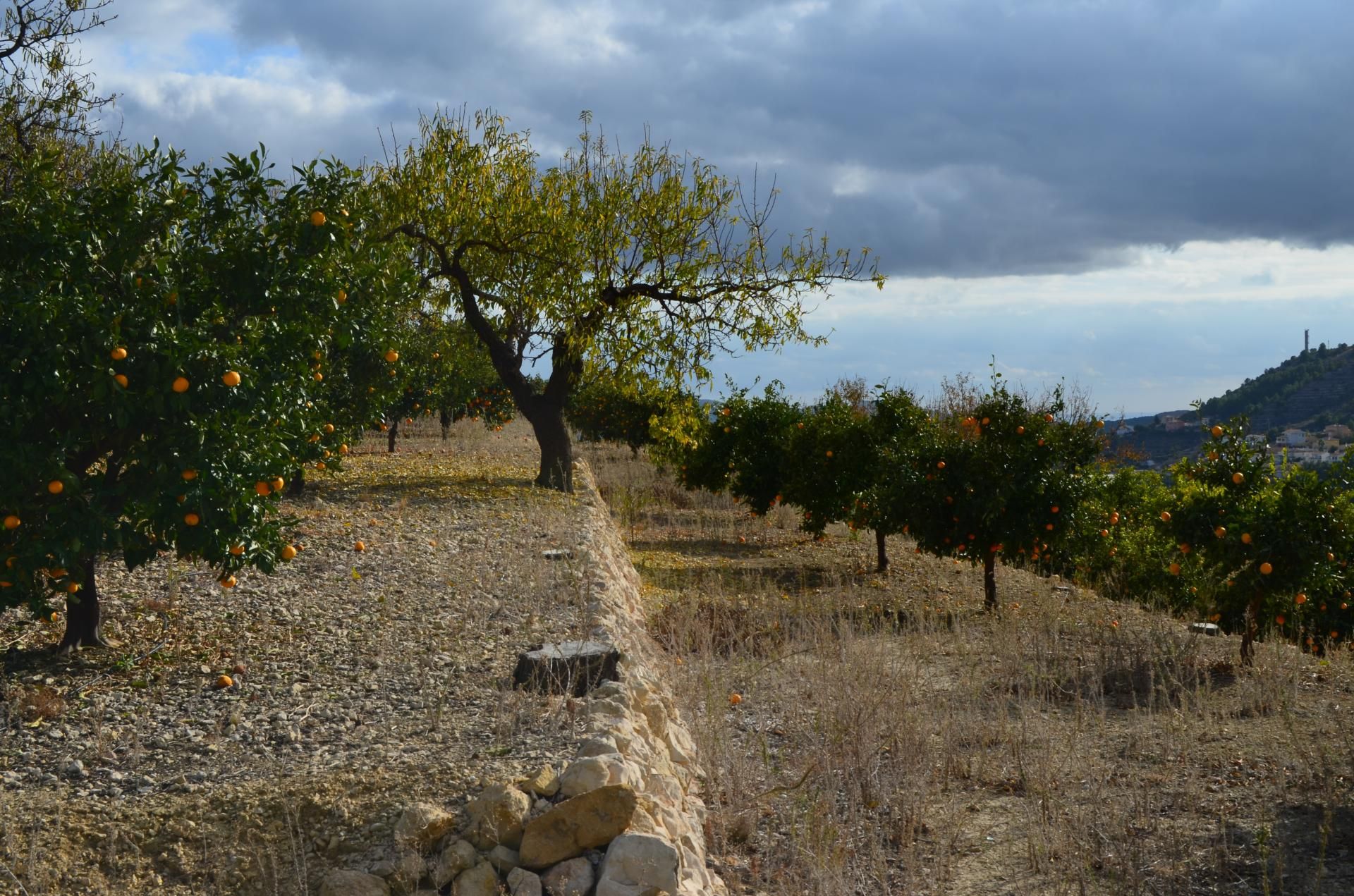 Земельные участки в Bolulla, Comunidad Valenciana 11347510