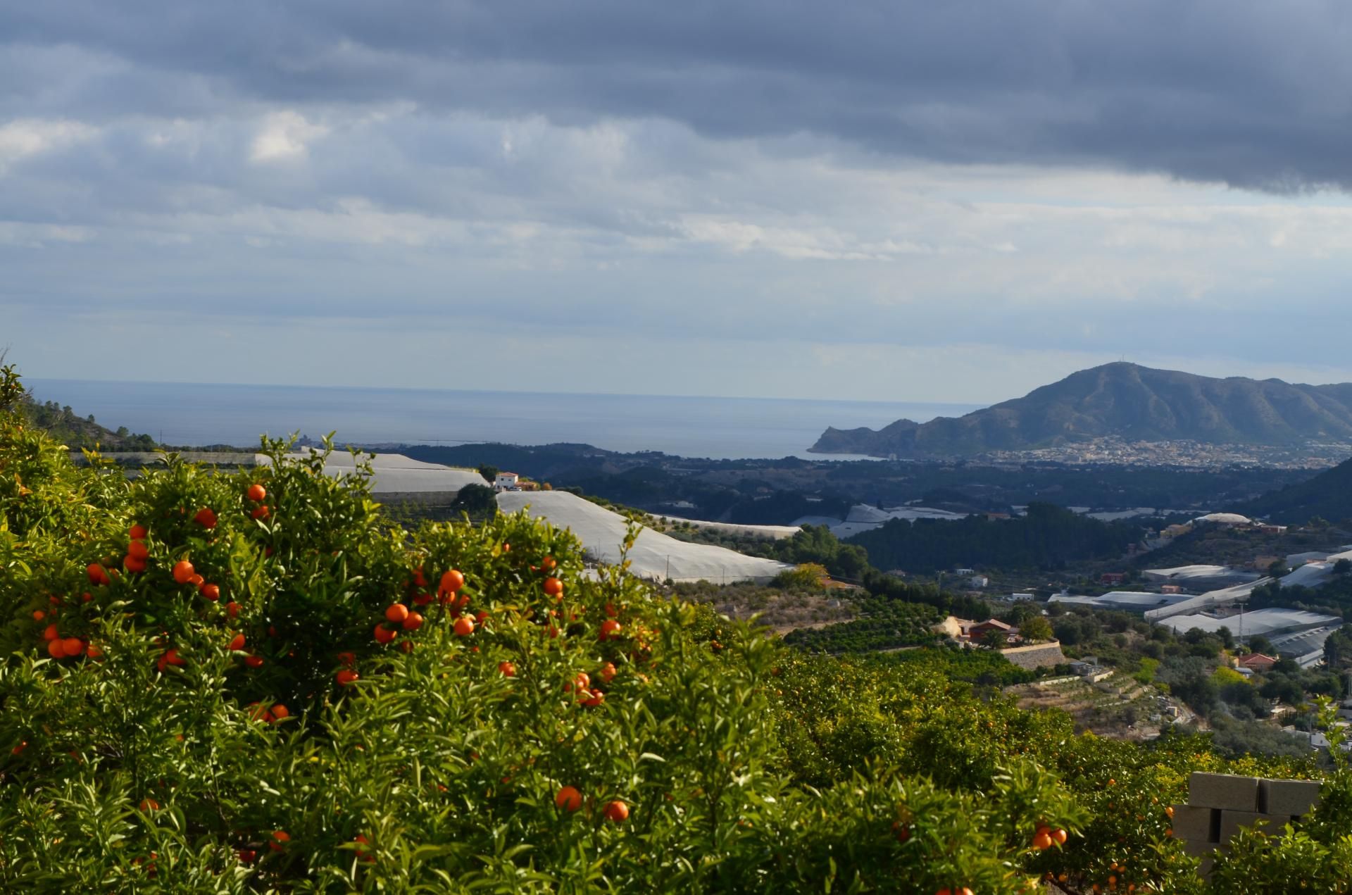 Land in Bolulla, Comunidad Valenciana 11347510