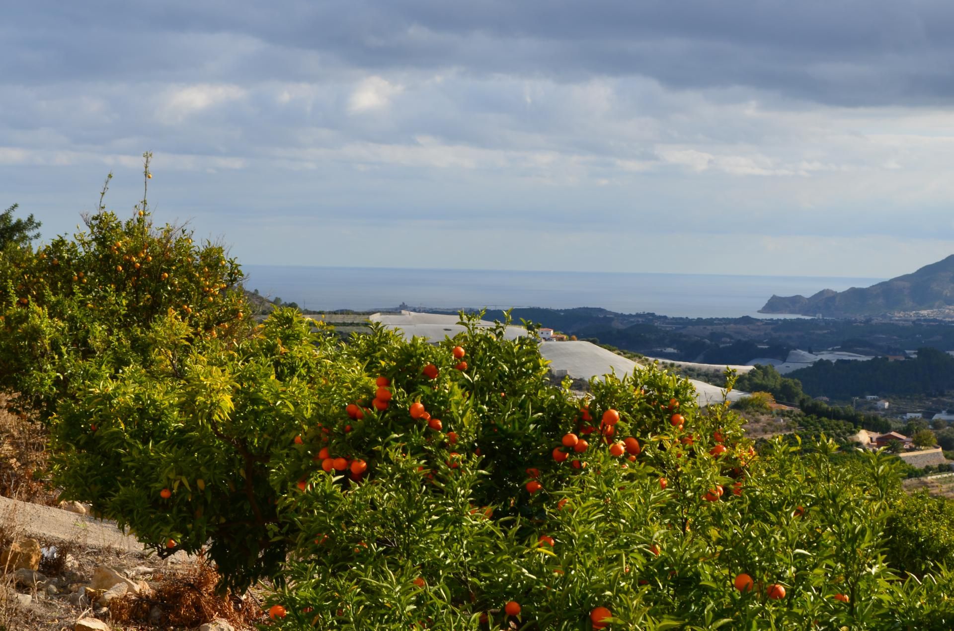 Land in Bolulla, Comunidad Valenciana 11347510