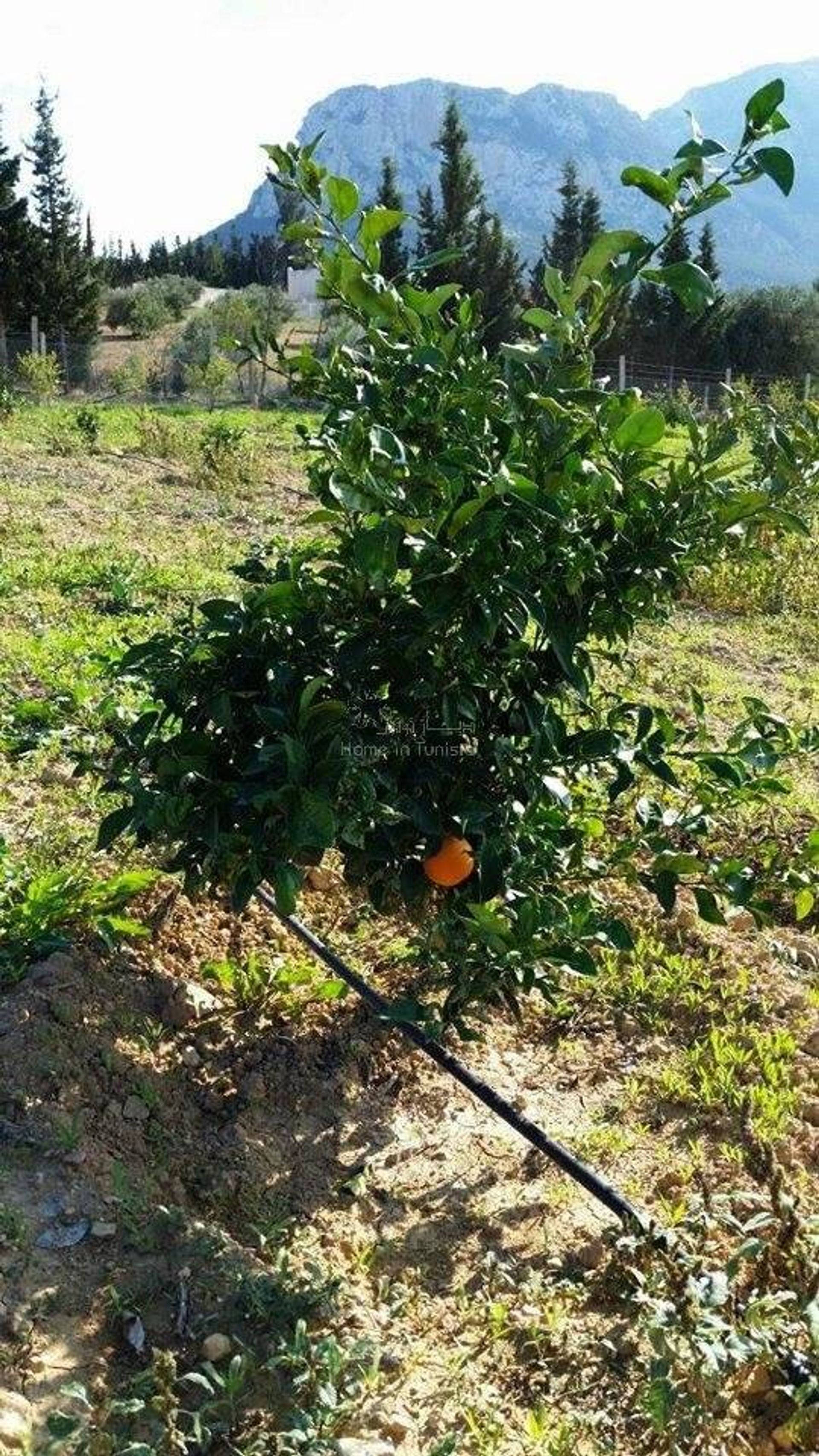 בַּיִת ב חמאם-ליף, בן ערוס 11352710