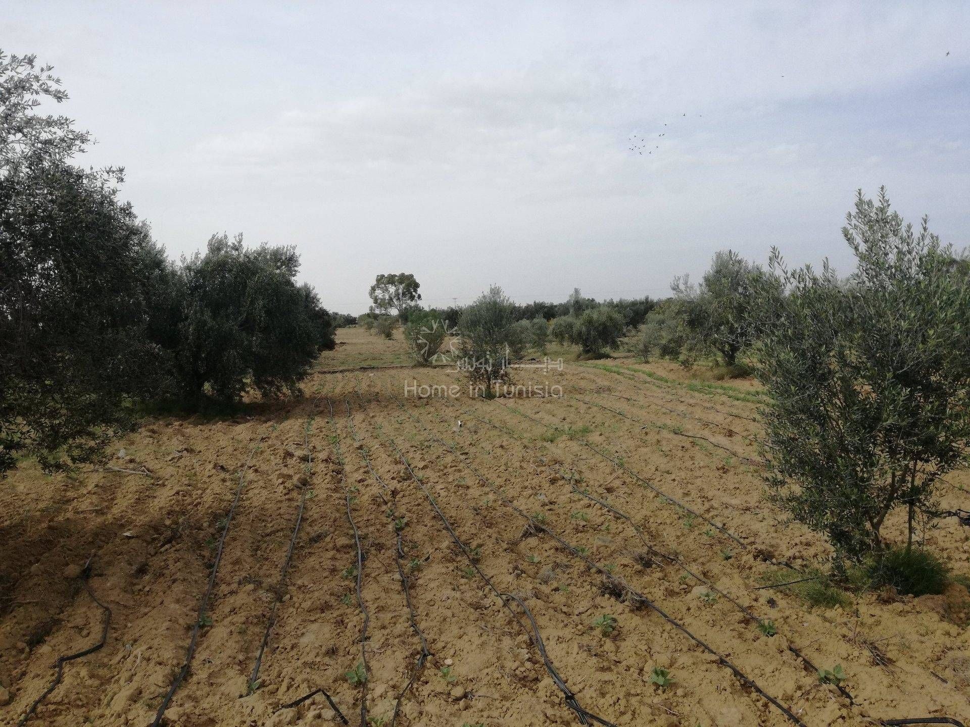 Land in Kalaa Srira, Sousse 11354219