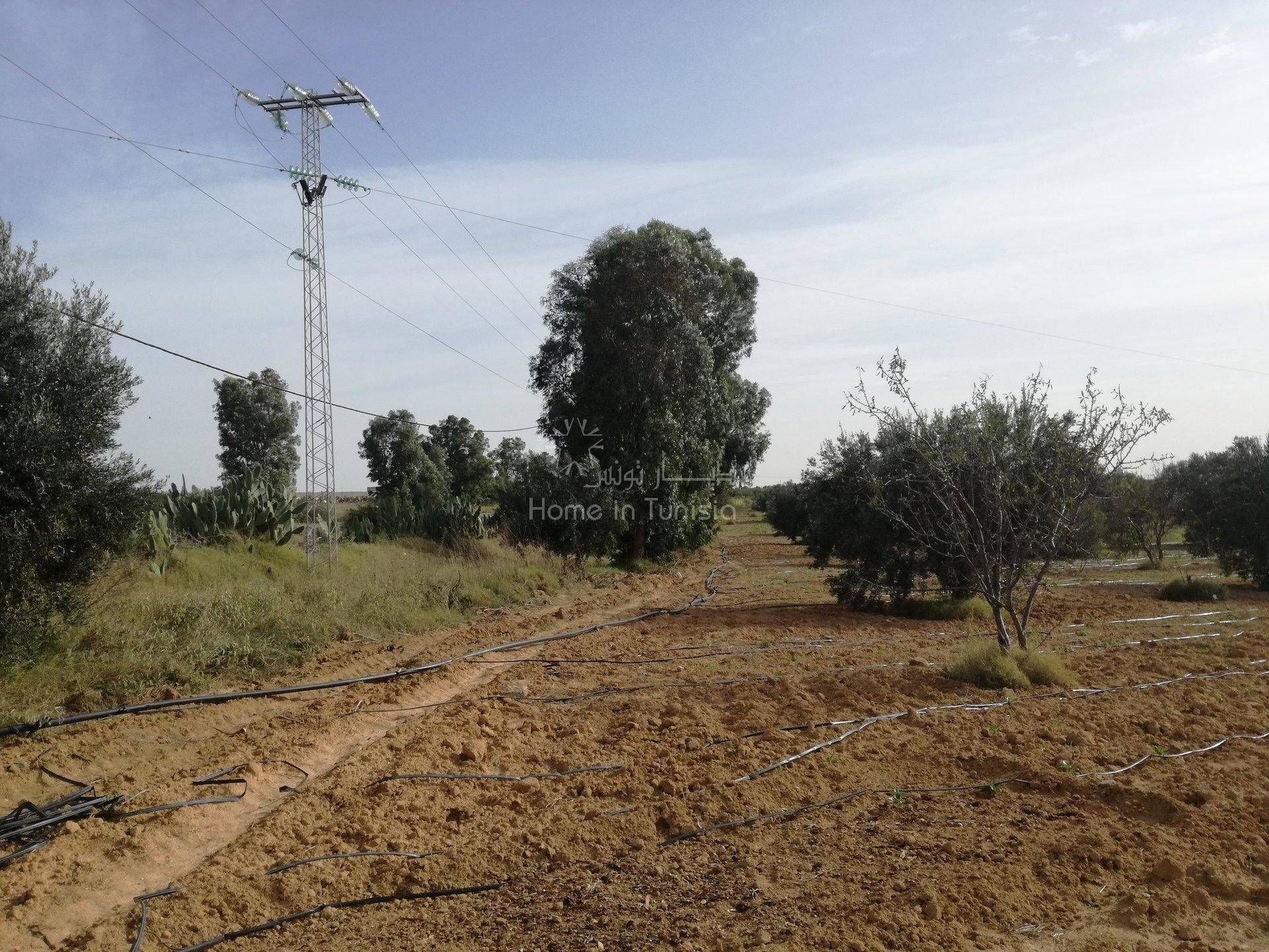 Tanah dalam Kalaa Srira, Sousse 11354219