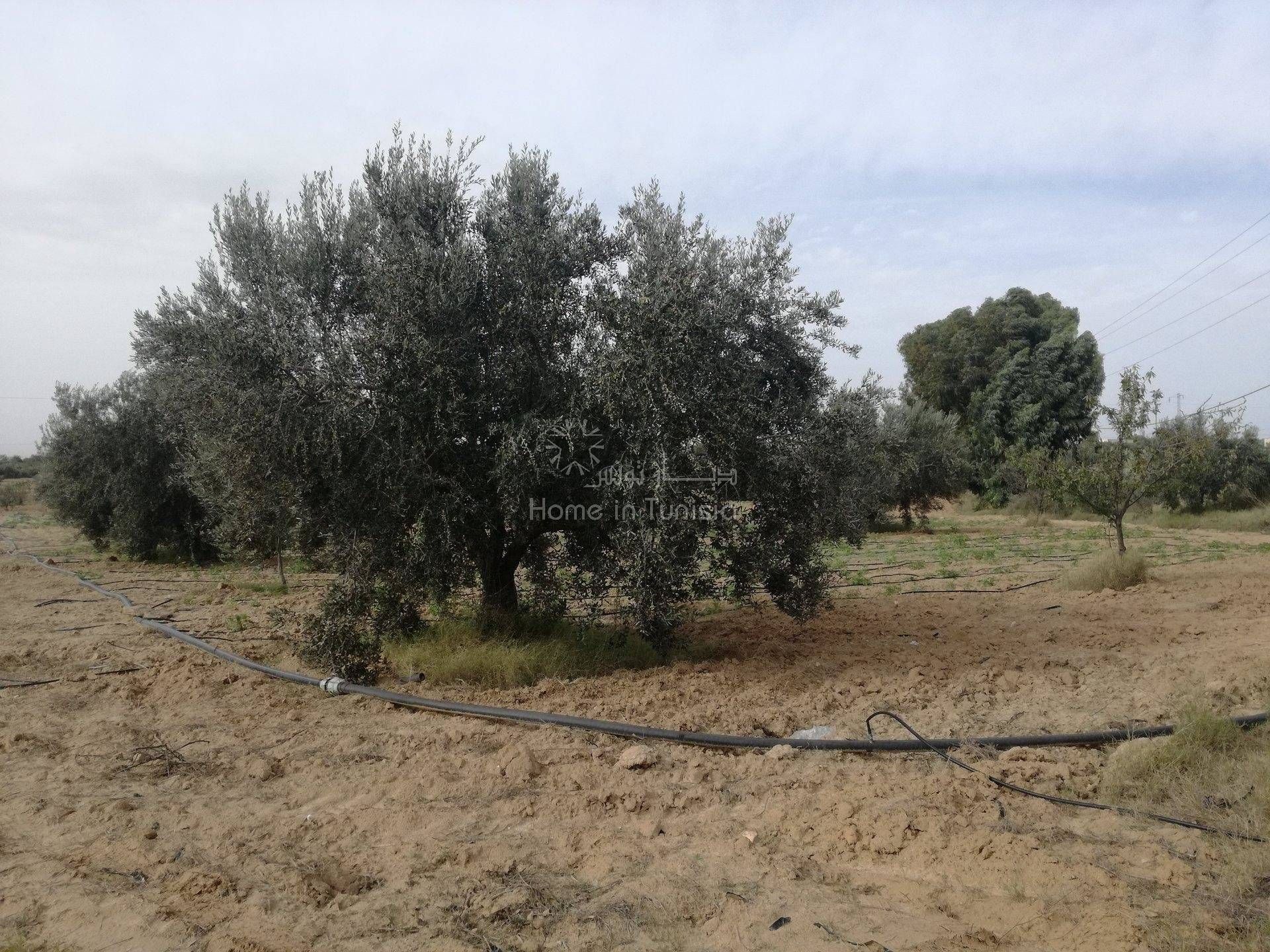 Land in Kalaa Srira, Sousse 11354219