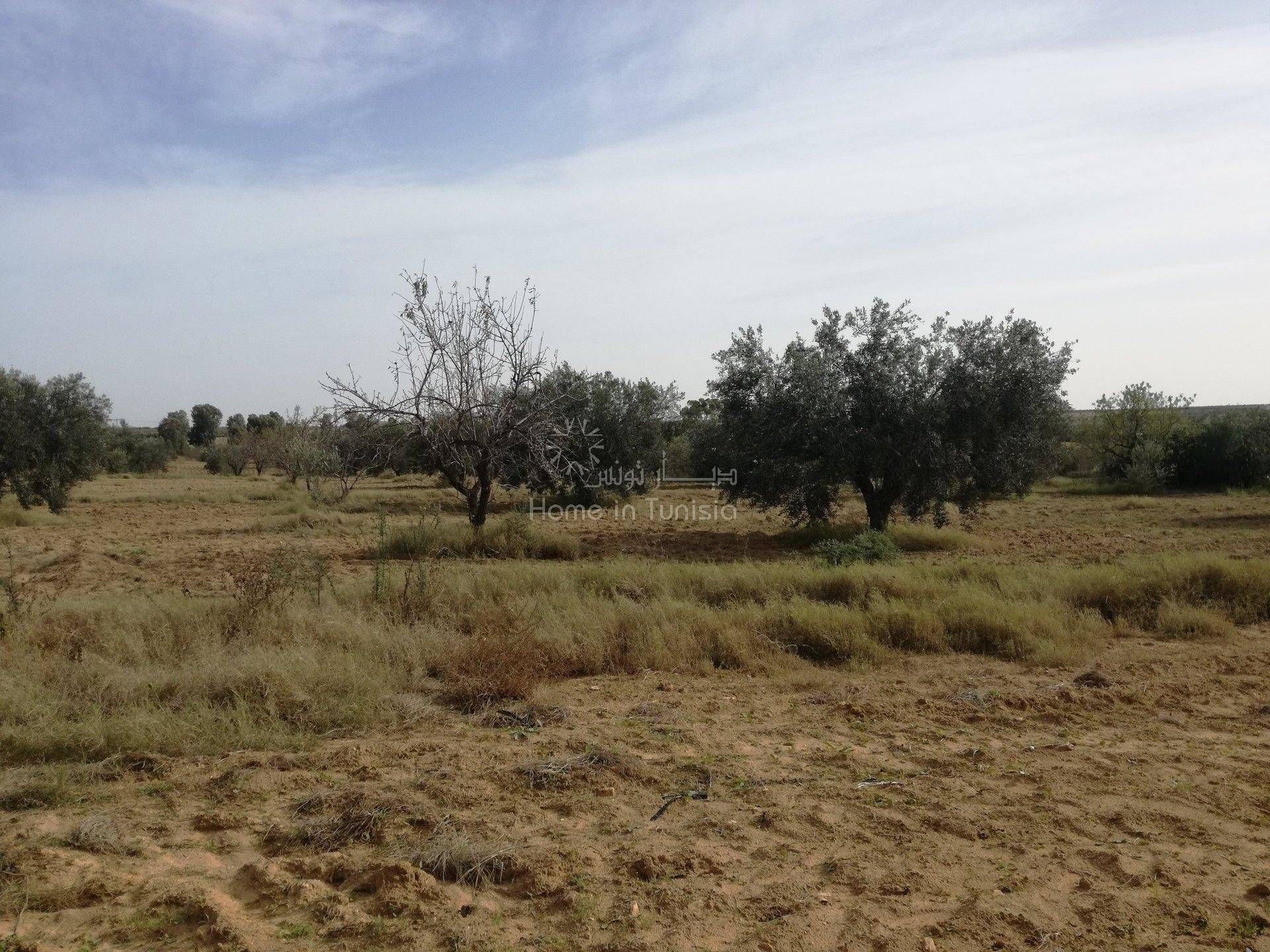 Land in Kalaa Srira, Sousse 11354219