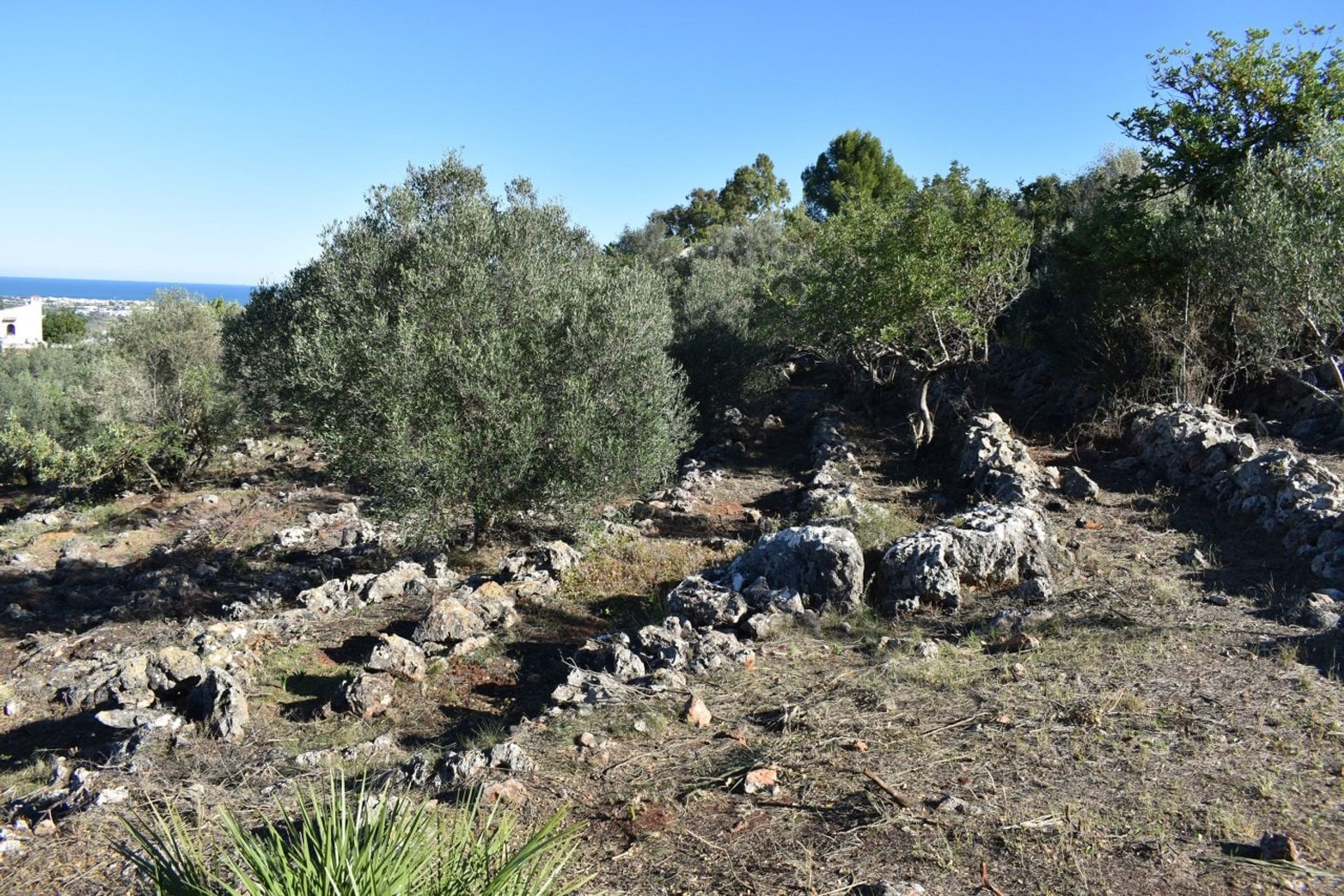 Tierra en Benimelí, Valencia 11356291