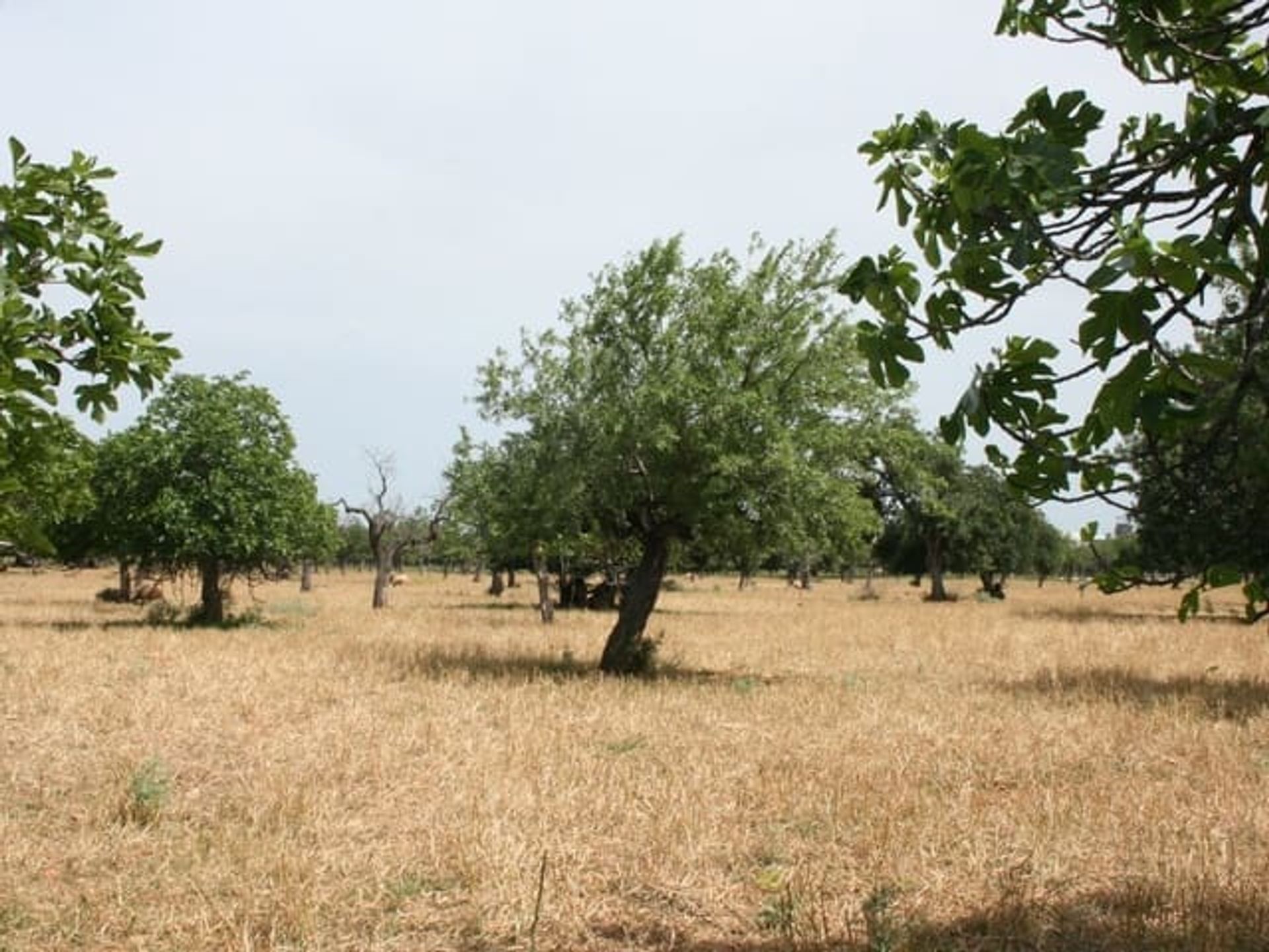 Земля в Льосета, Балеарські острови 11356706