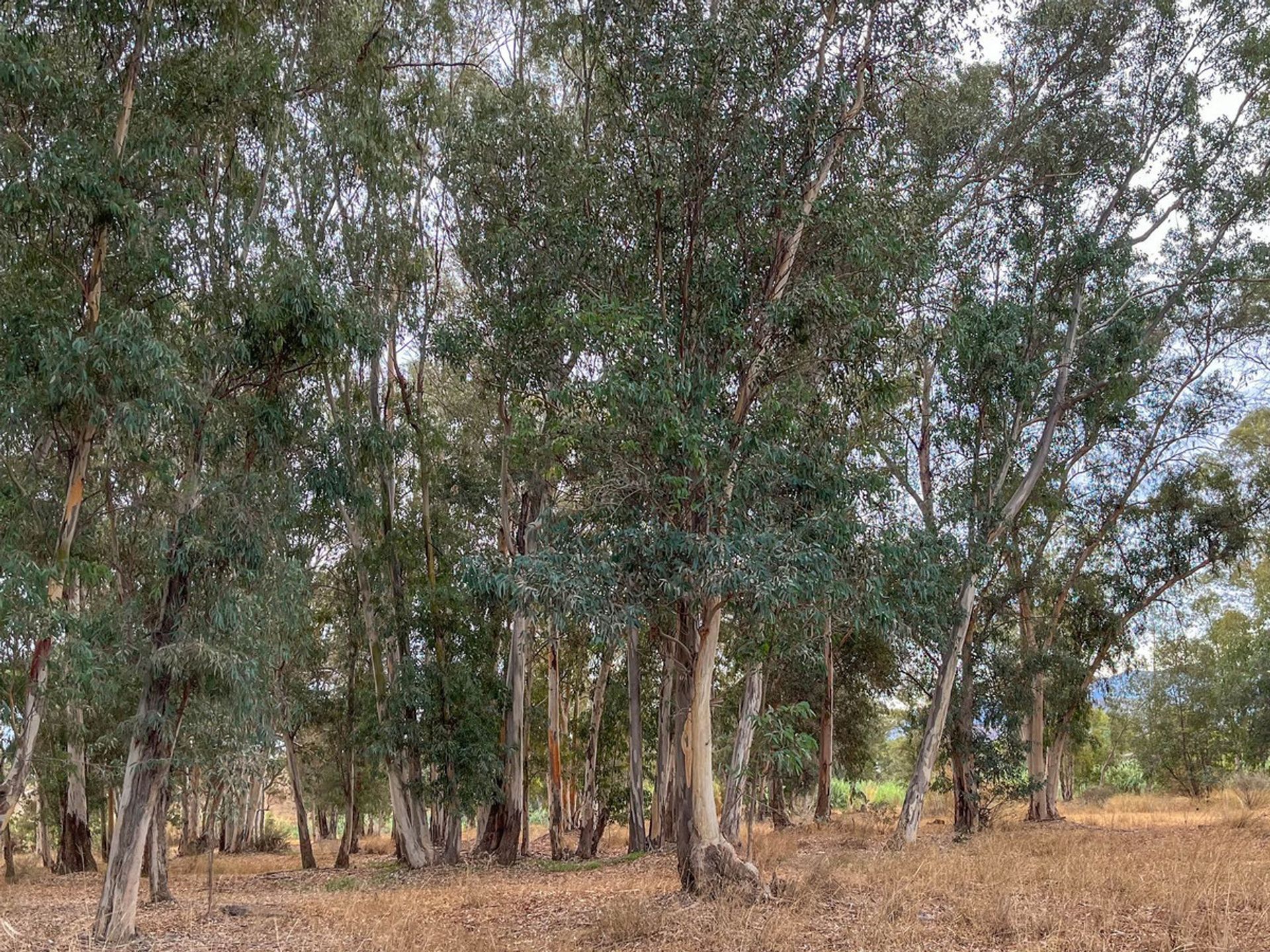 房子 在 Coín, Andalucía 11366047