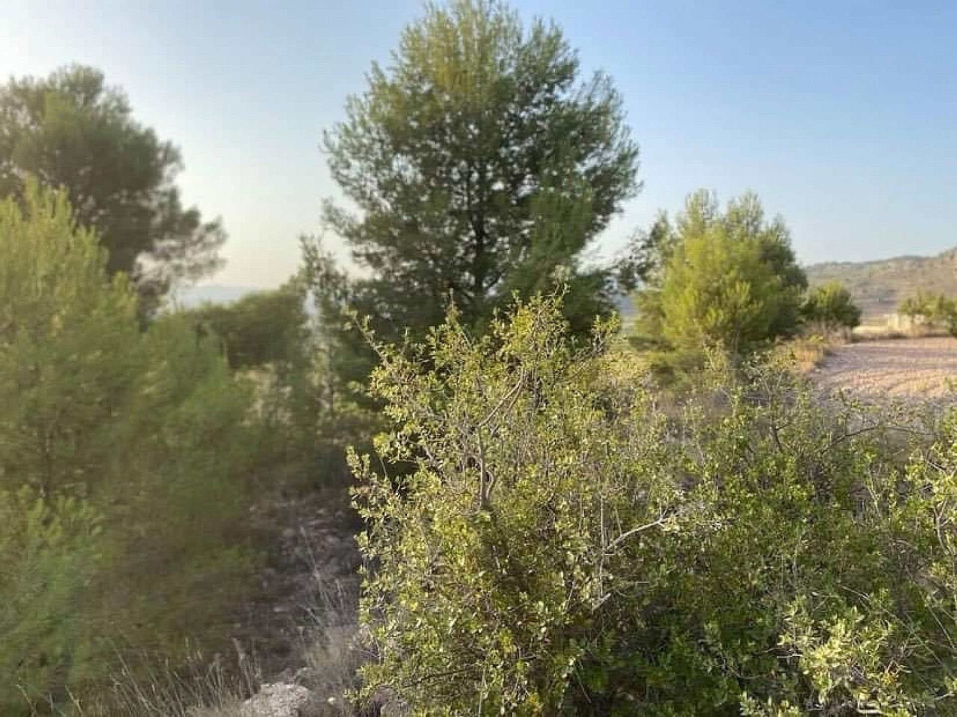 Land in Pinoso, Comunidad Valenciana 11368692