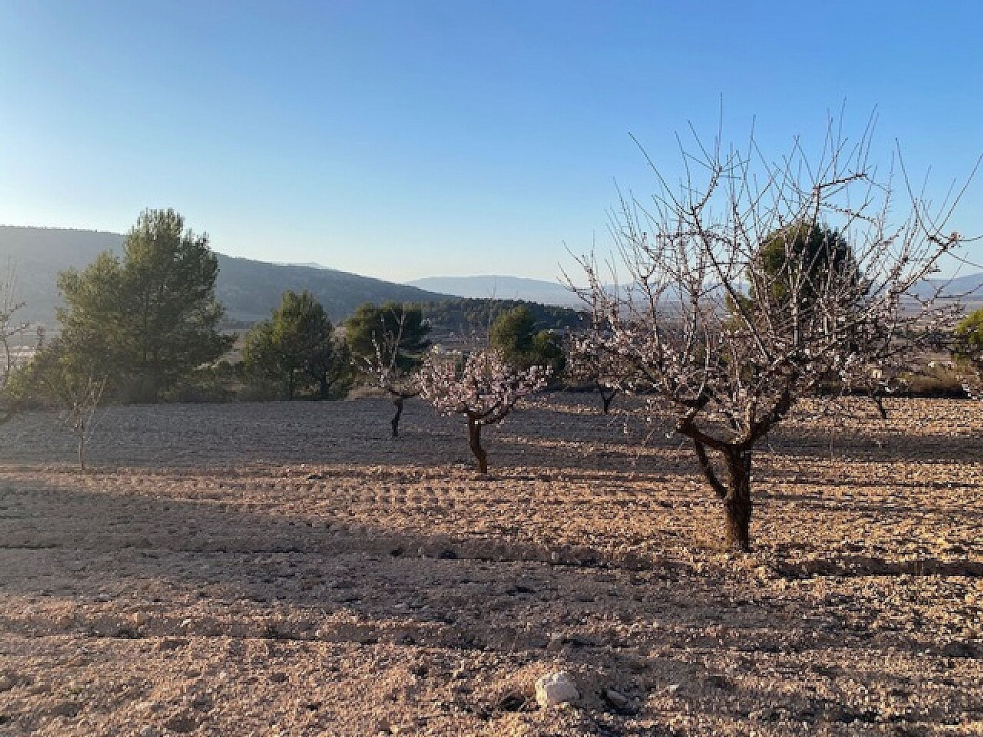 Tierra en Pinoso, Comunidad Valenciana 11368692