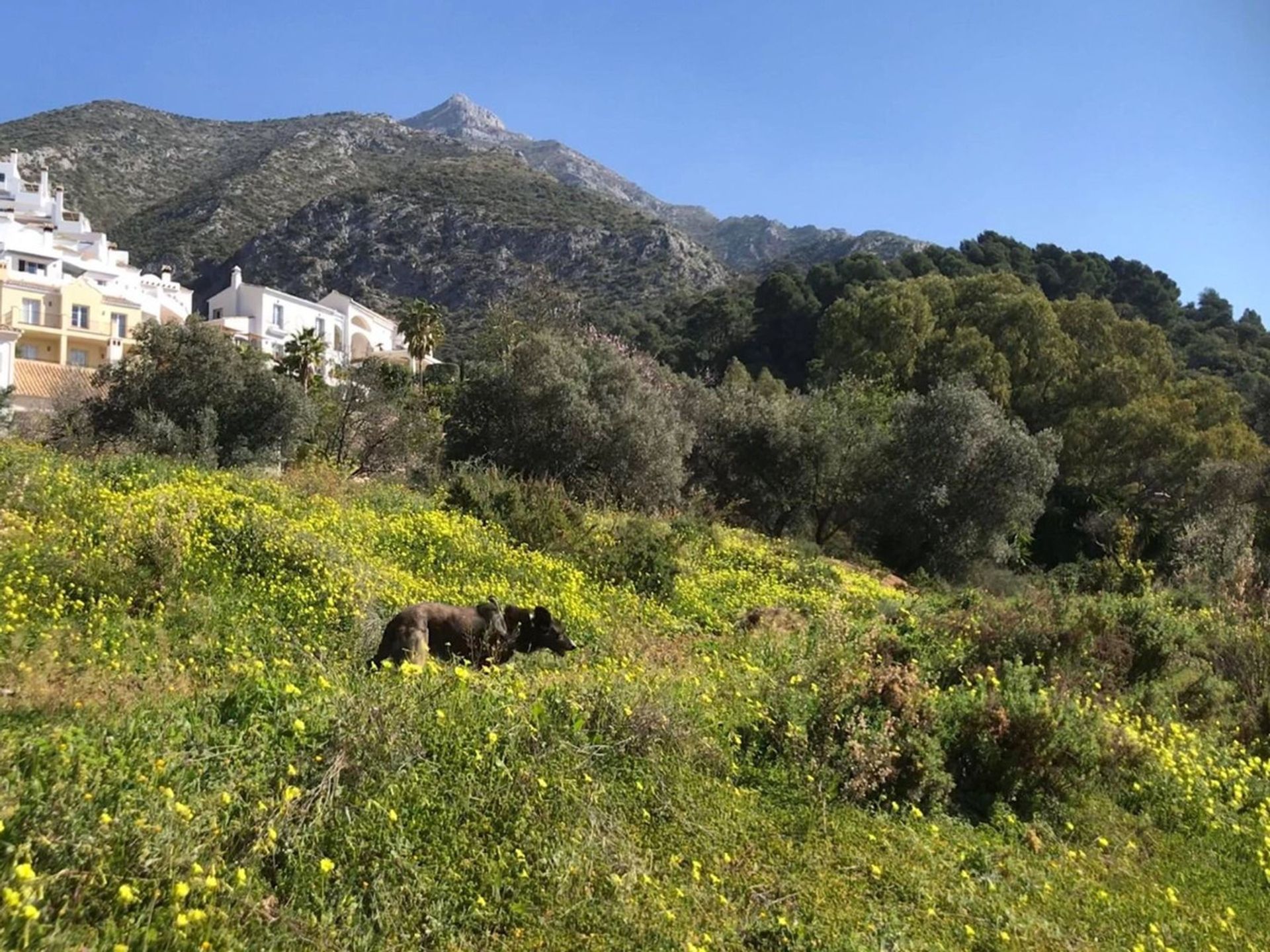 жилой дом в Istán, Andalucía 11383116