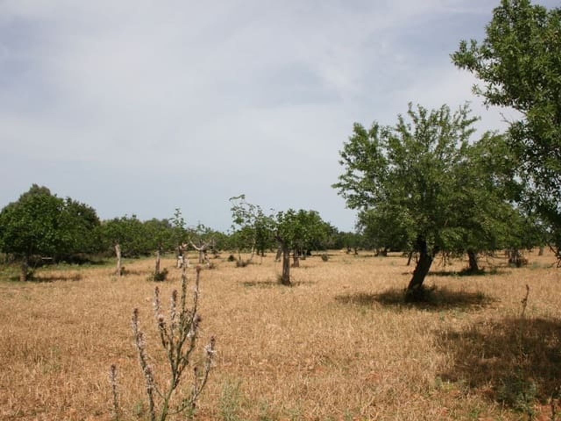 Γη σε Γιοσέτα, Βαλεαρίδες Νήσοι 11387099