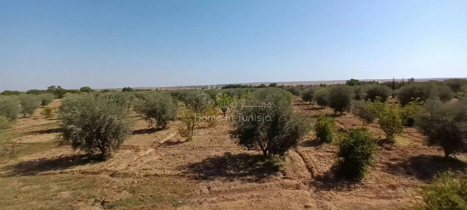 casa en Sidi el Hani, Susa 11388176