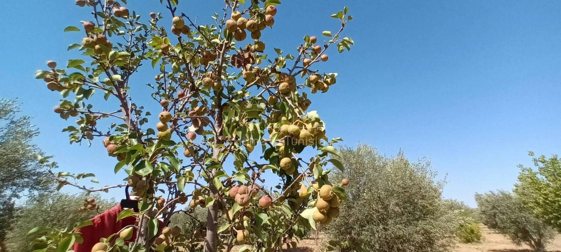 房子 在 Sidi Al-Hani, Sousse 11388176