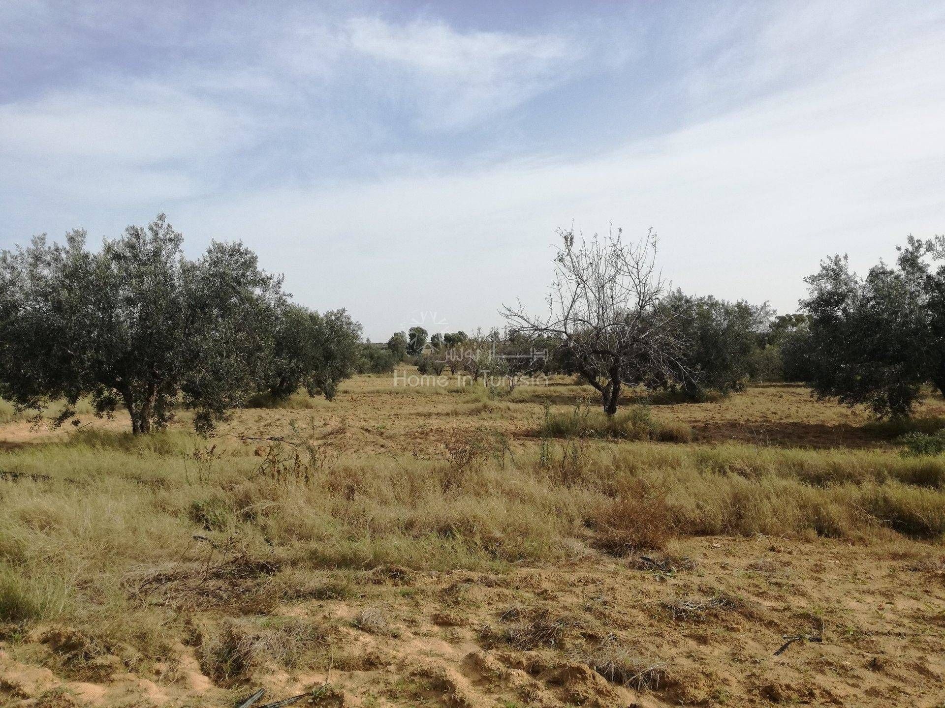 Land in Kalaa Srira, Sousse 11389407