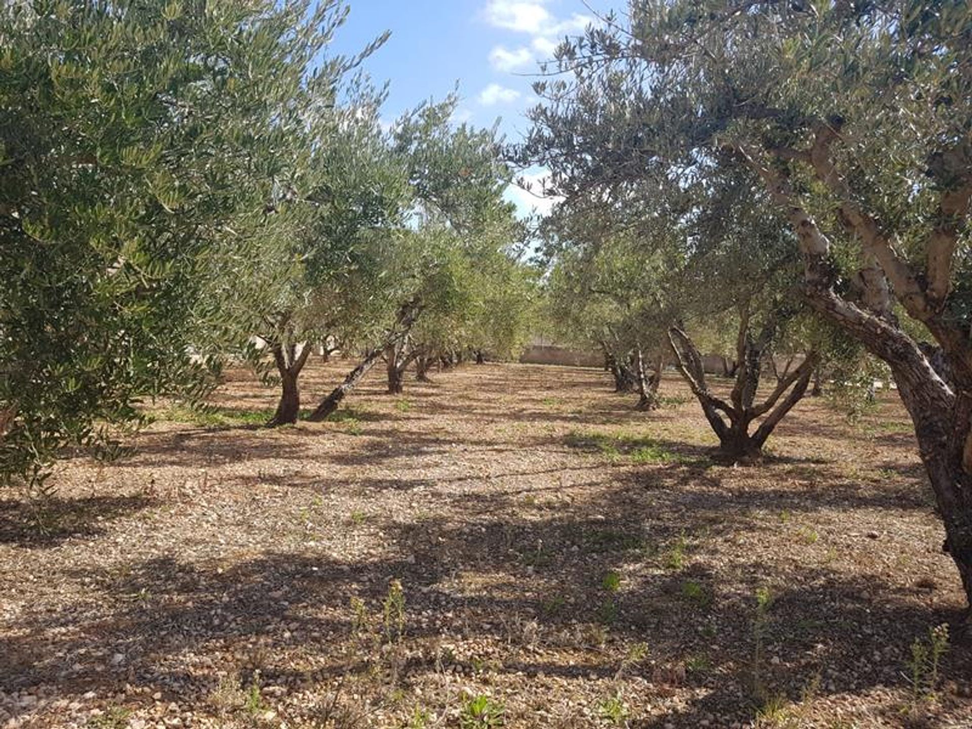 σπίτι σε La Romana, Alicante, Valencian Community 11390703