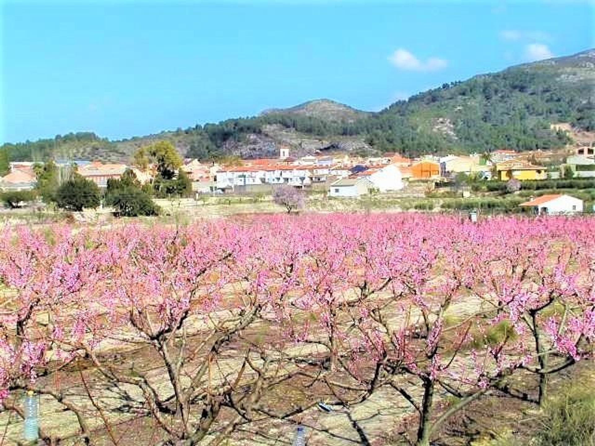 Hus i , Valencian Community 11390837