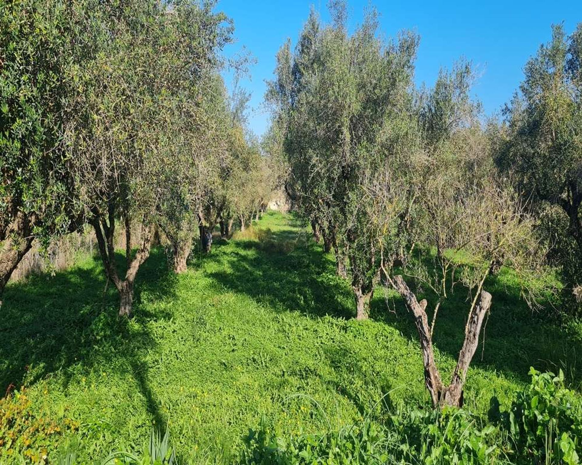 Tierra en Zakinthos,  11390938