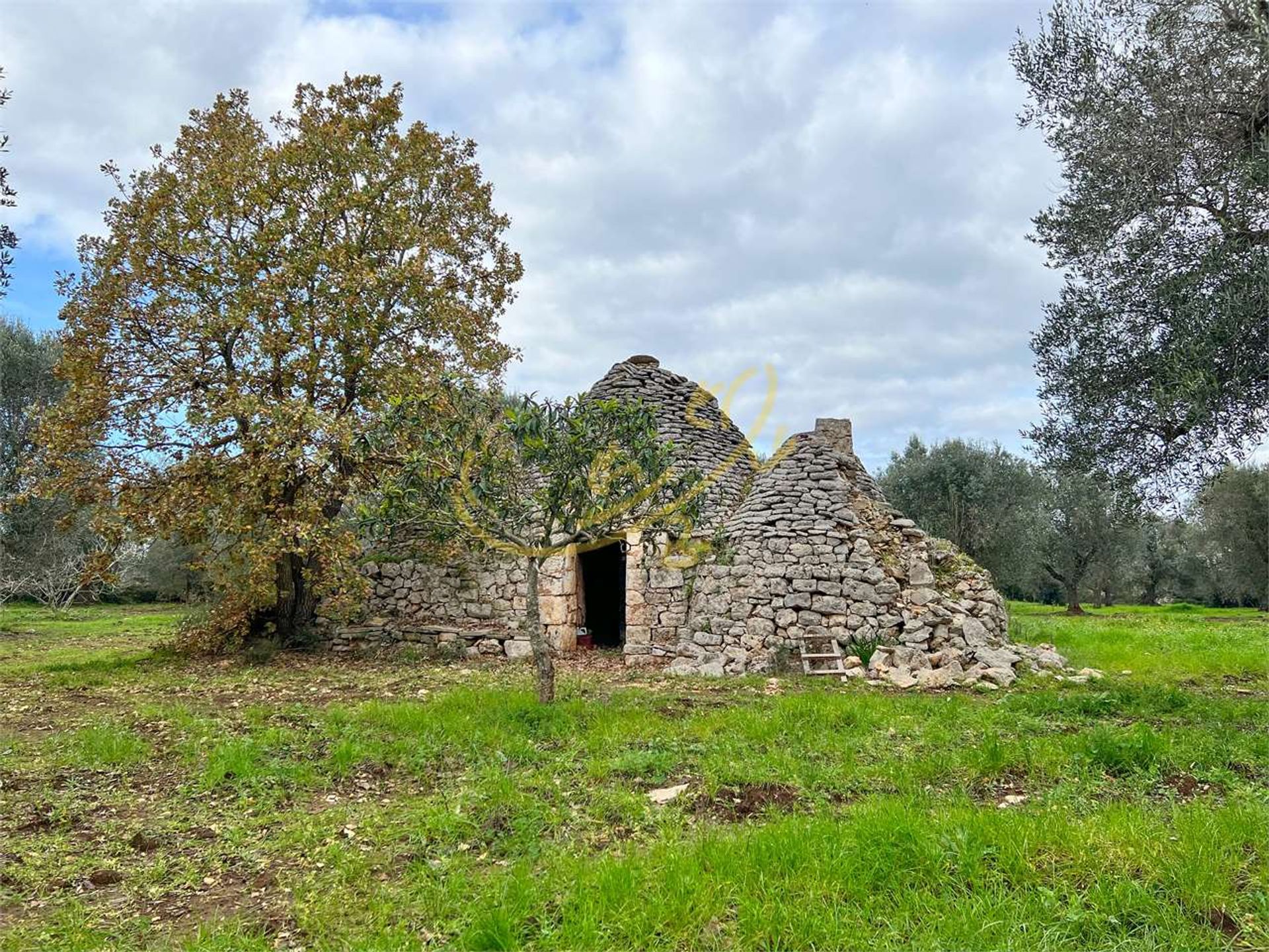 Jord i Ceglie Messapica, Apulia 11393117