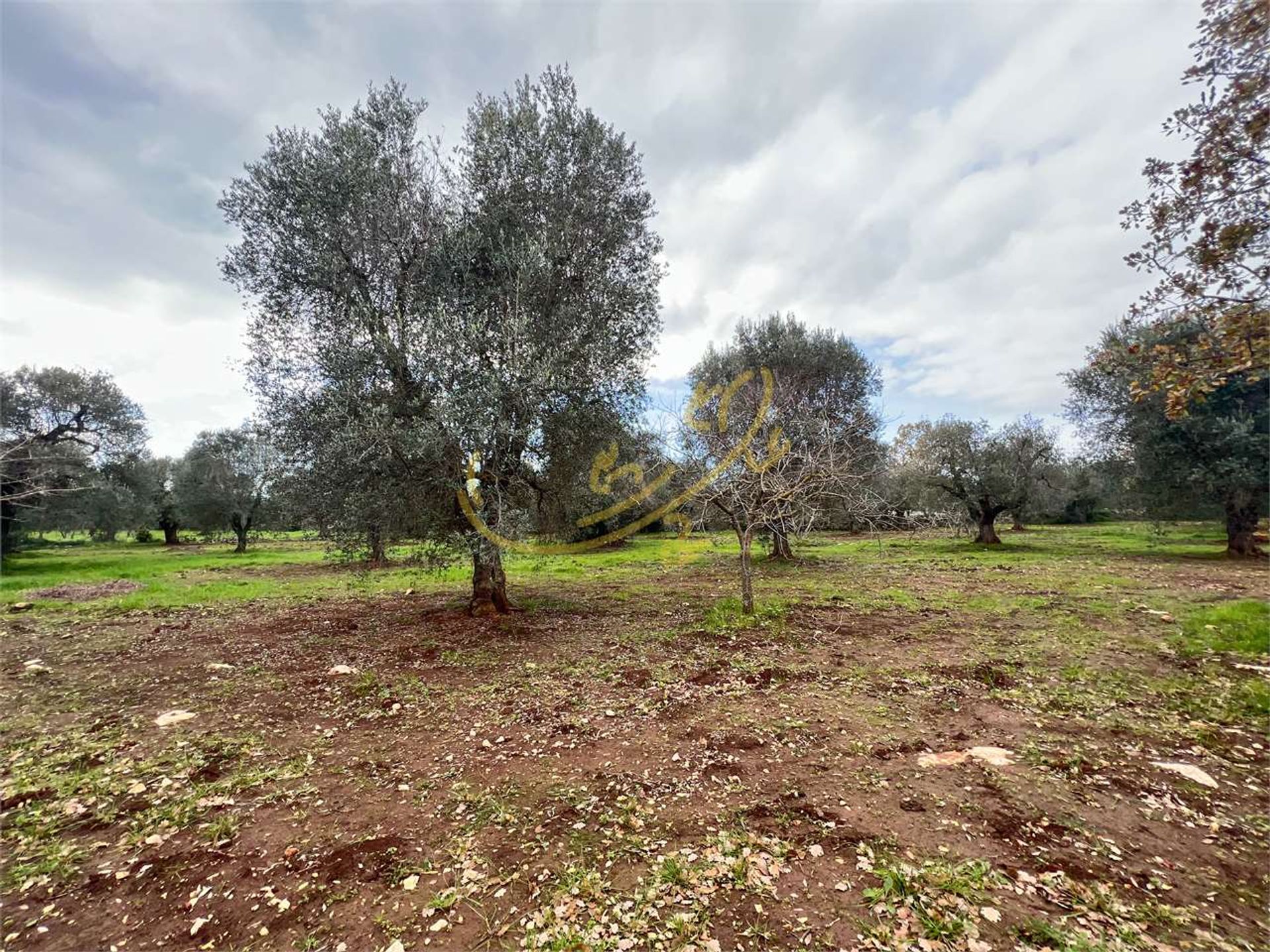 Land im Ceglie Messapico, Apulien 11393117