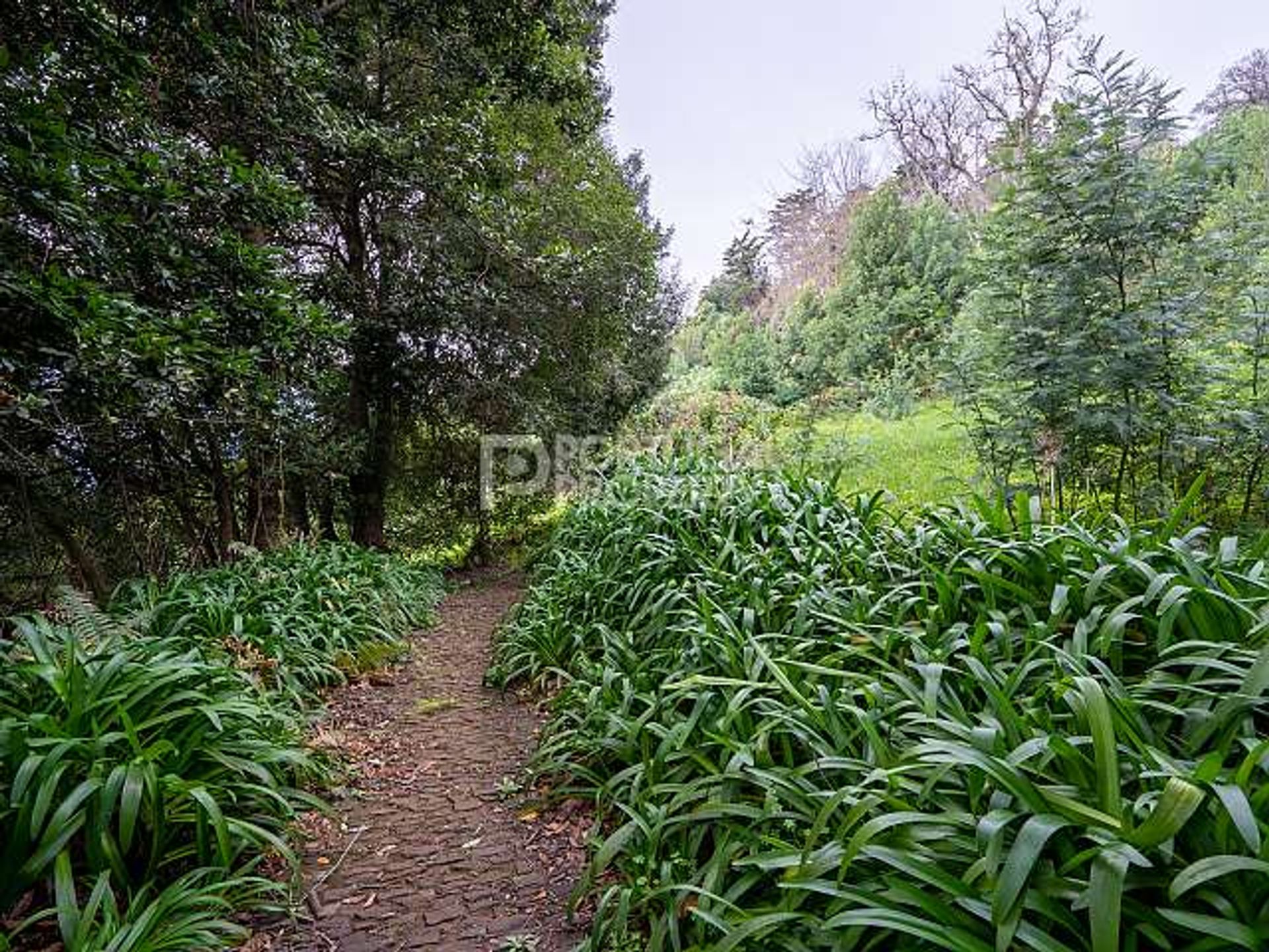 House in Funchal, Madeira 11393972