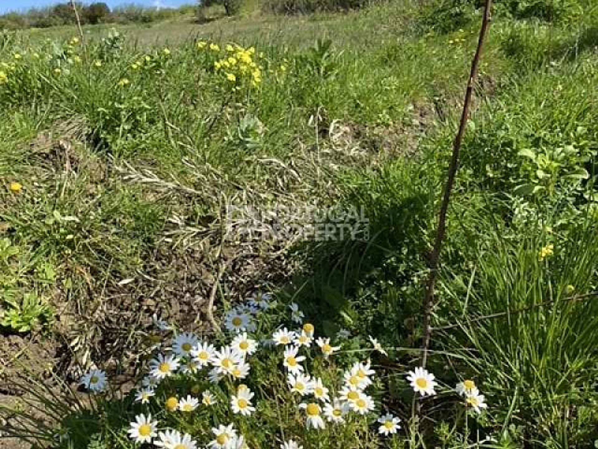 Land in Rossio ao Sul do Tejo, Santarem 11394144