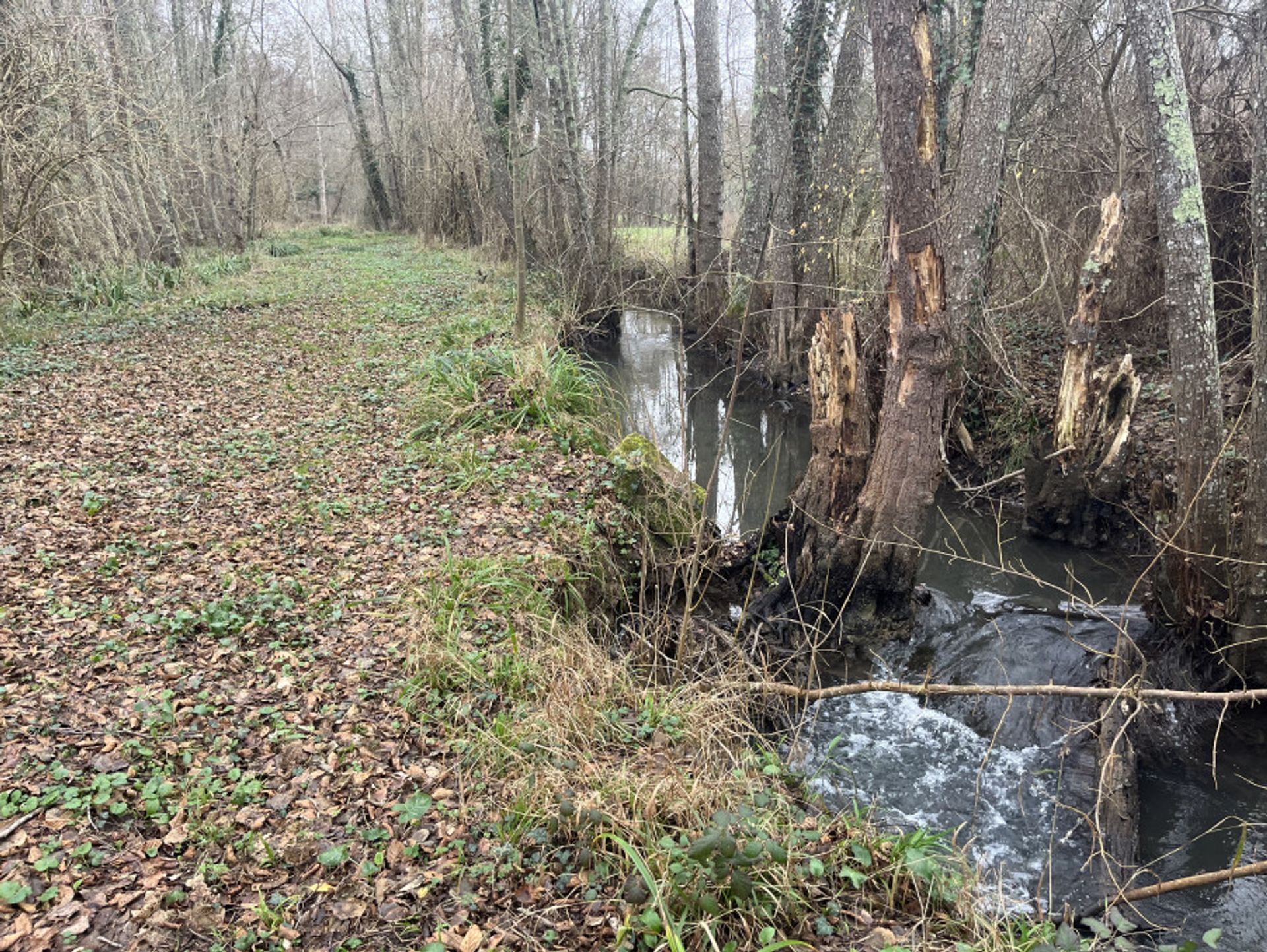 Land im Maurens, Neu-Aquitanien 11395256