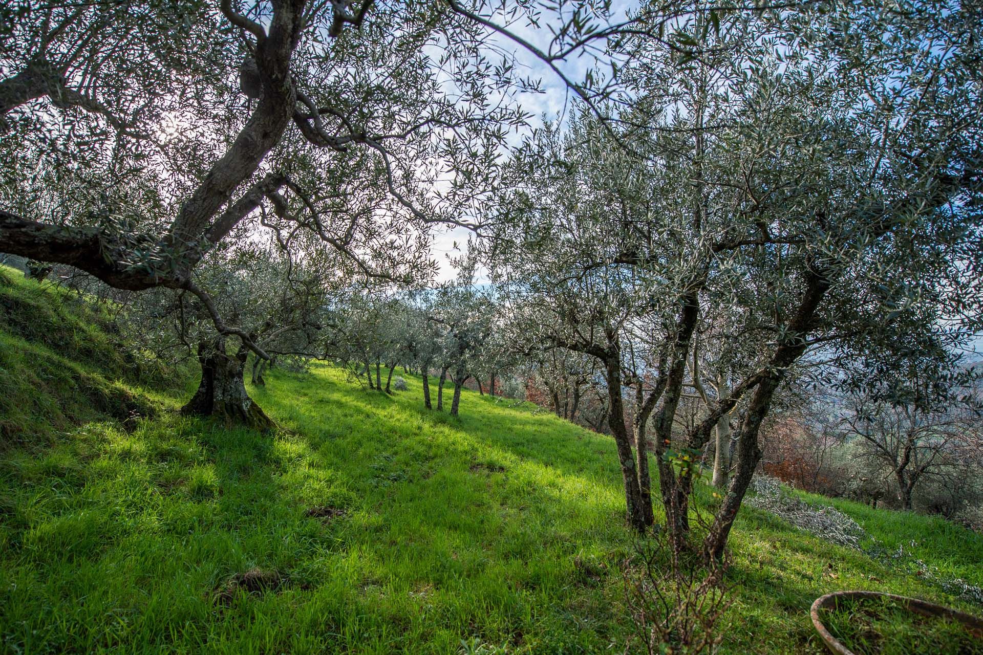 Haus im Cortona, Toscana 11396233