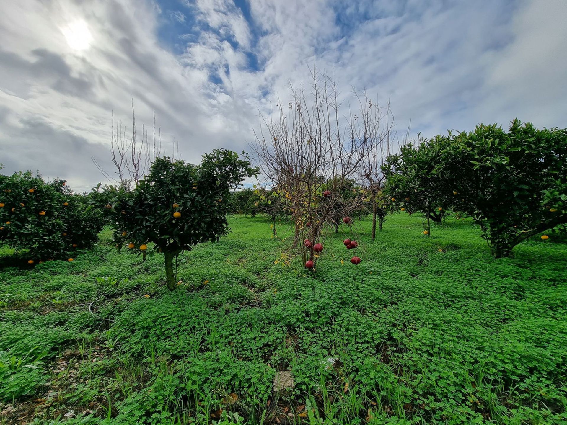 Land im Guadiaro, Andalusien 11397788