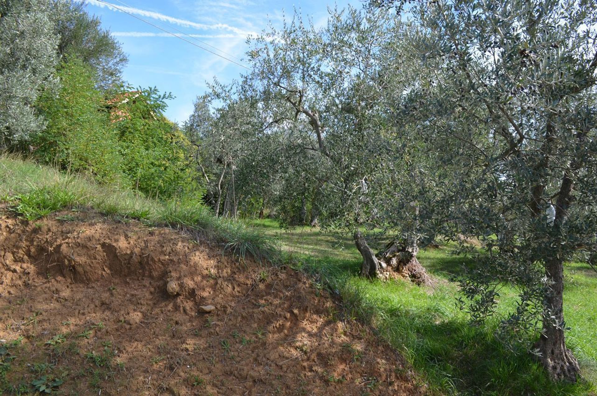 Borettslag i Montisi, Tuscany 11400830