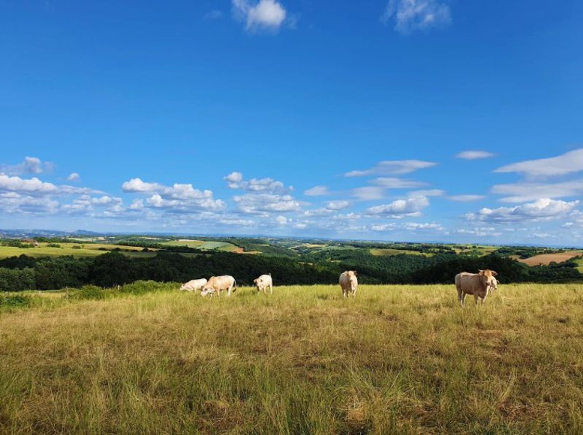 Talo sisään Cordes-sur-Ciel, Occitanie 11405614