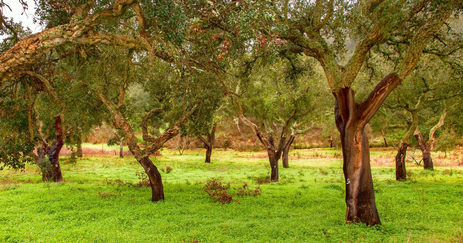 Rumah di Sotogrande, Andalusia 11406966