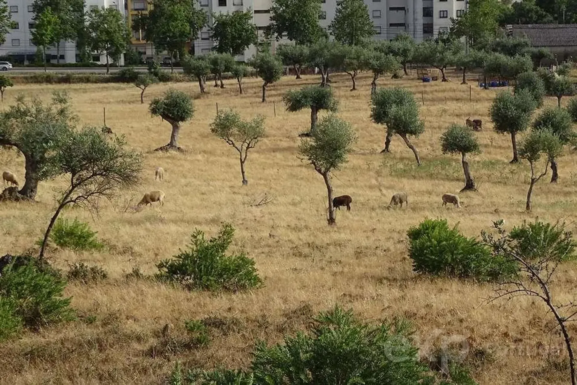 Land in Castelo Branco, Travessa da Granja 11407893