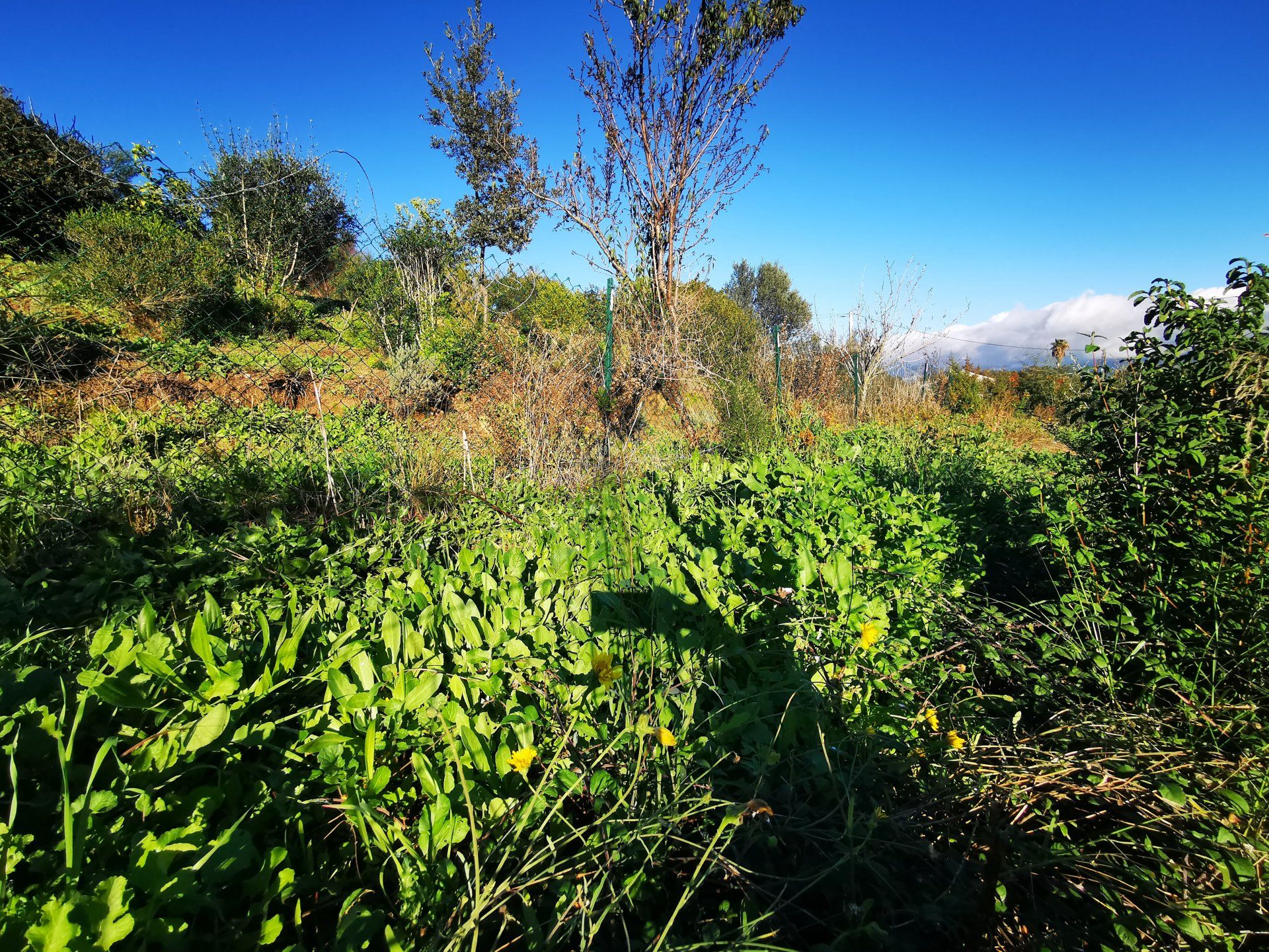 Tierra en Ajaccio, Corse-du-Sud 11408829