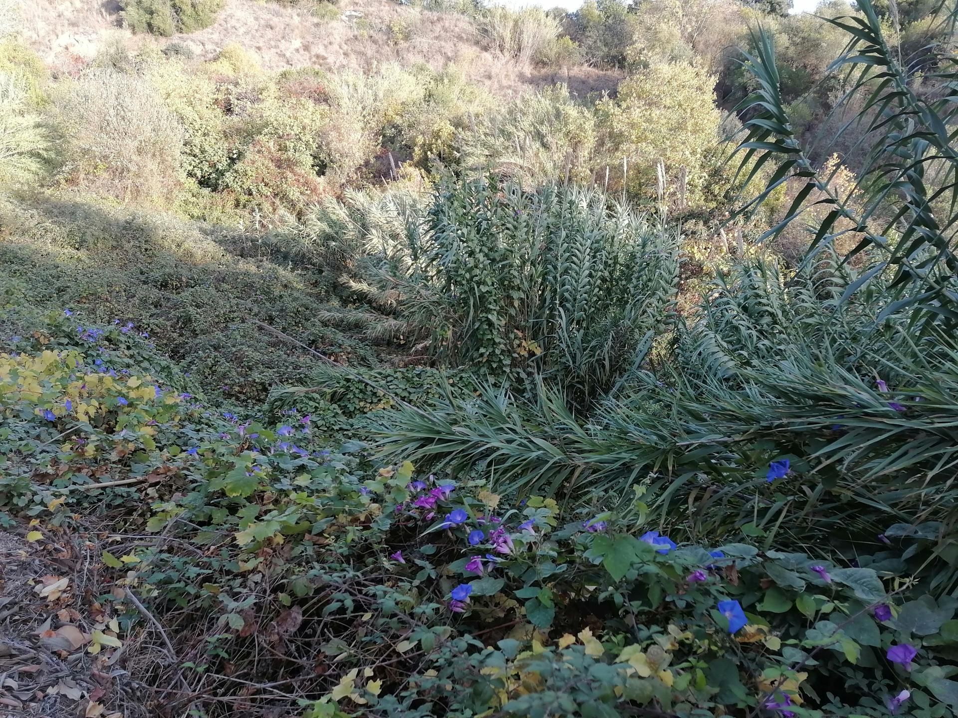 Land i Alhaurin el Grande, Andalusia 11409412