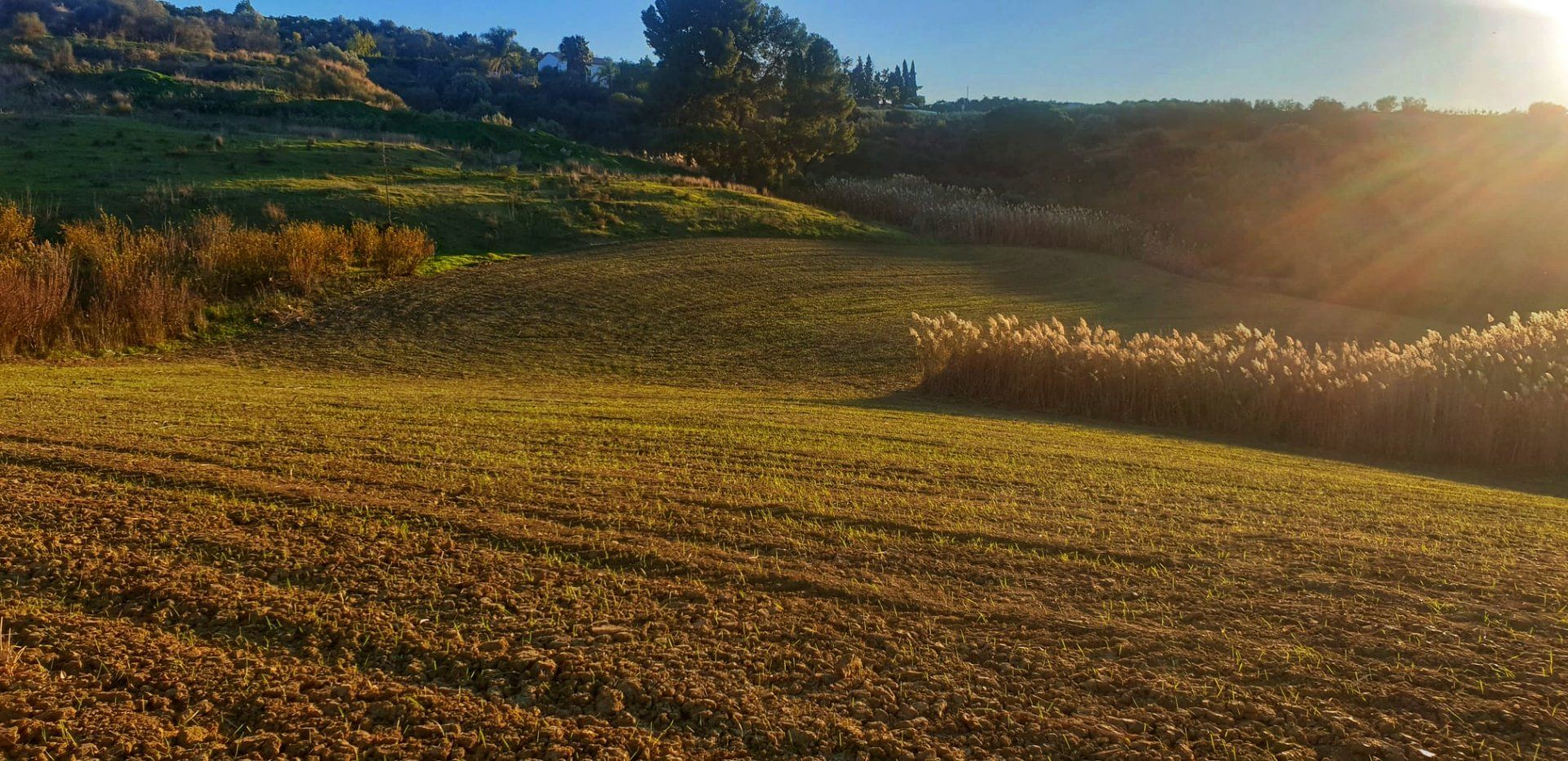 Terre dans Cártama, Málaga 11413895