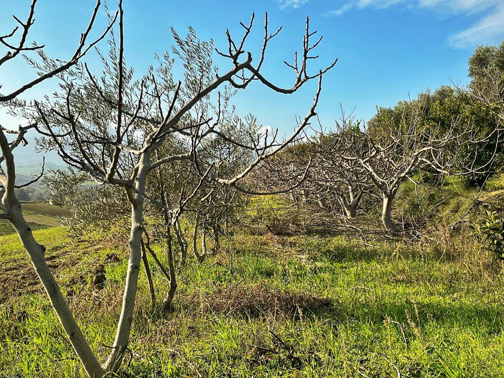 Sbarcare nel Cártama, Málaga 11413895