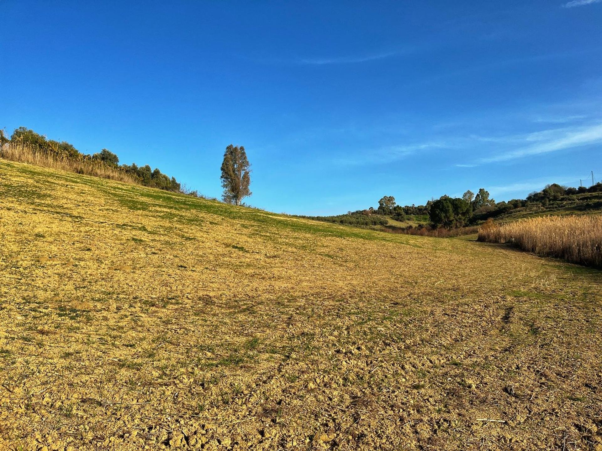 Land in Cártama, Málaga 11413895