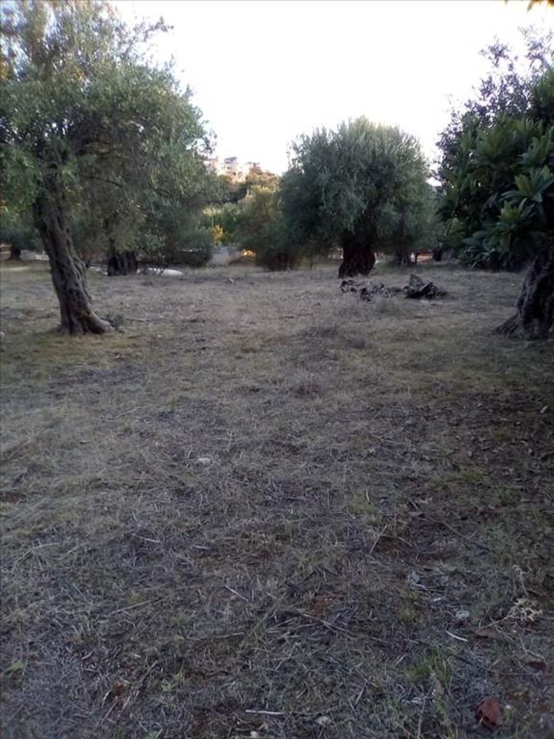 Land i Syvota,  11413995