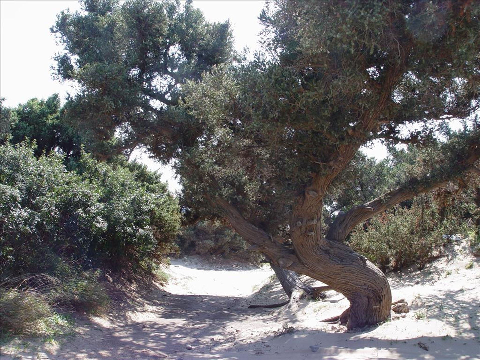 Tierra en Elafónisos, Peloponeso 11414051