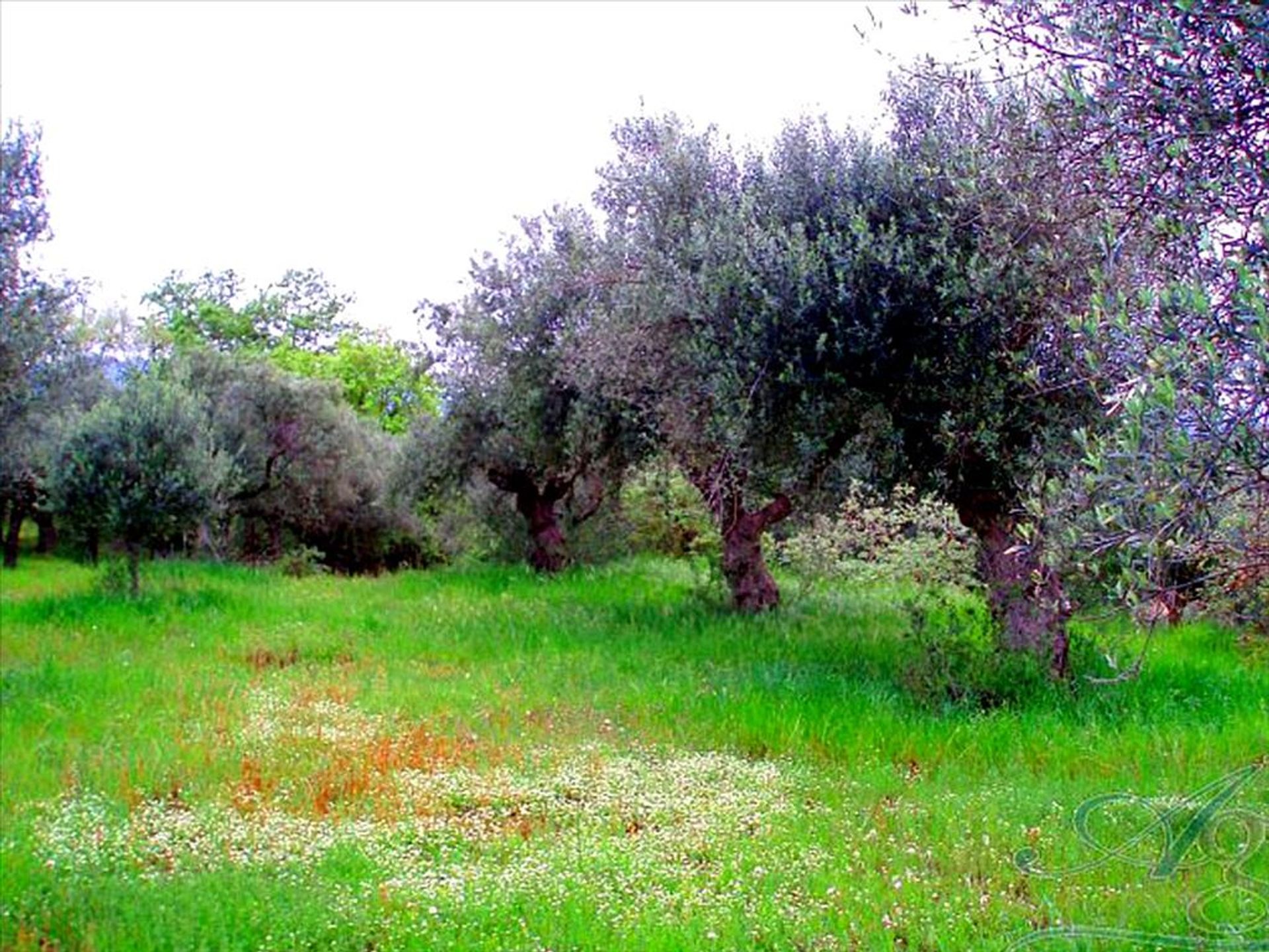 Land in Menina, Peloponnisos 11415098