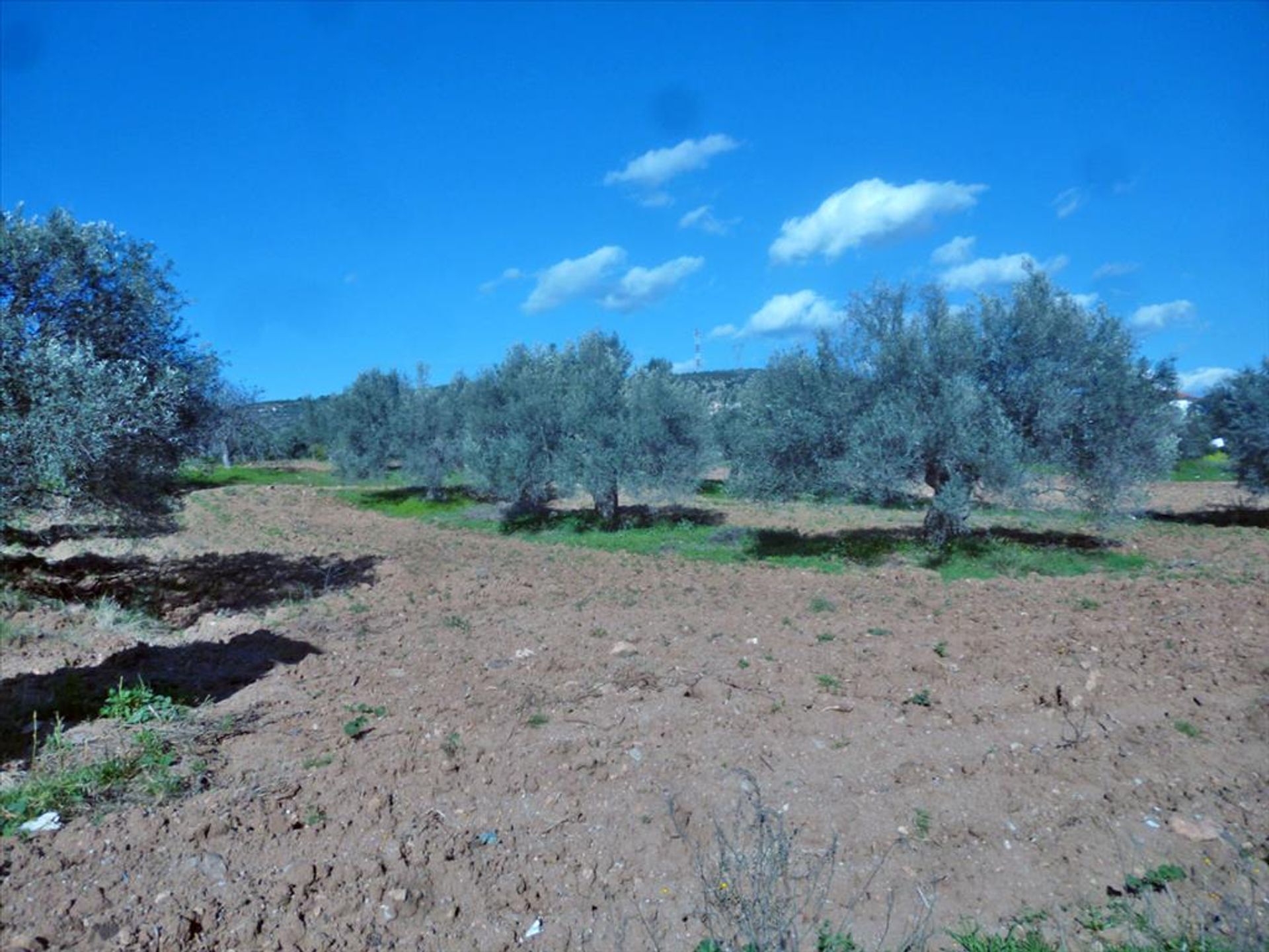 Land im Eretria, Sterea Ellada 11415162